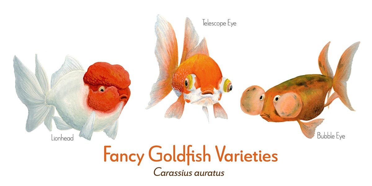 Fancy Goldfish Varieties