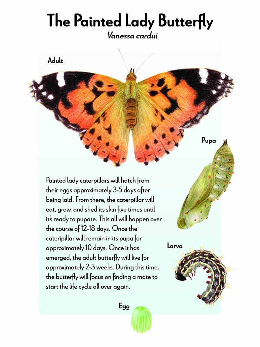 Painted Lady Butterfly Life Cycle