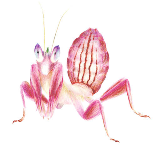 Orchid Mantis