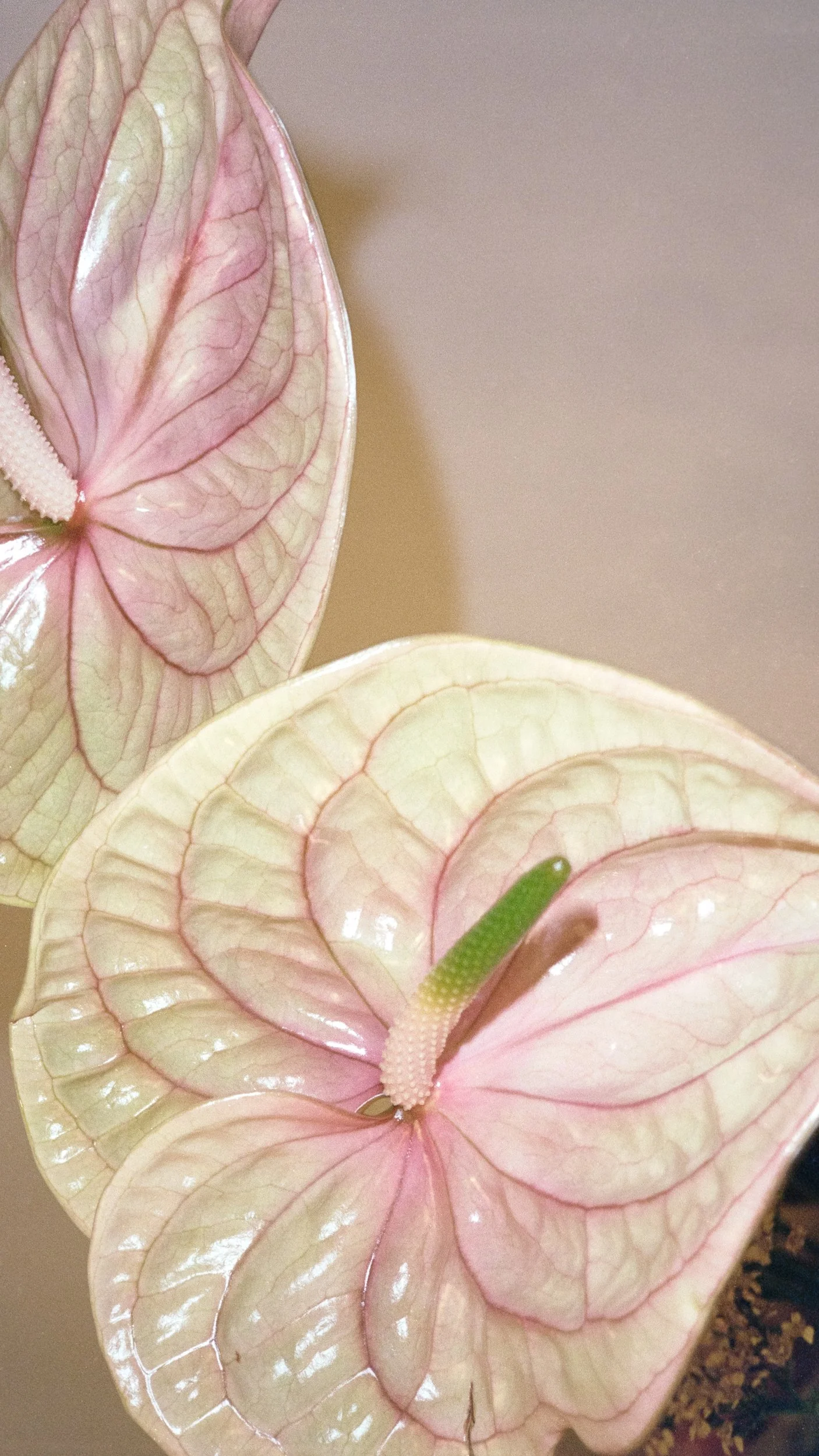 BO-Private-Dinner-GFX50r-_DSF9625-036.jpg (Copy)