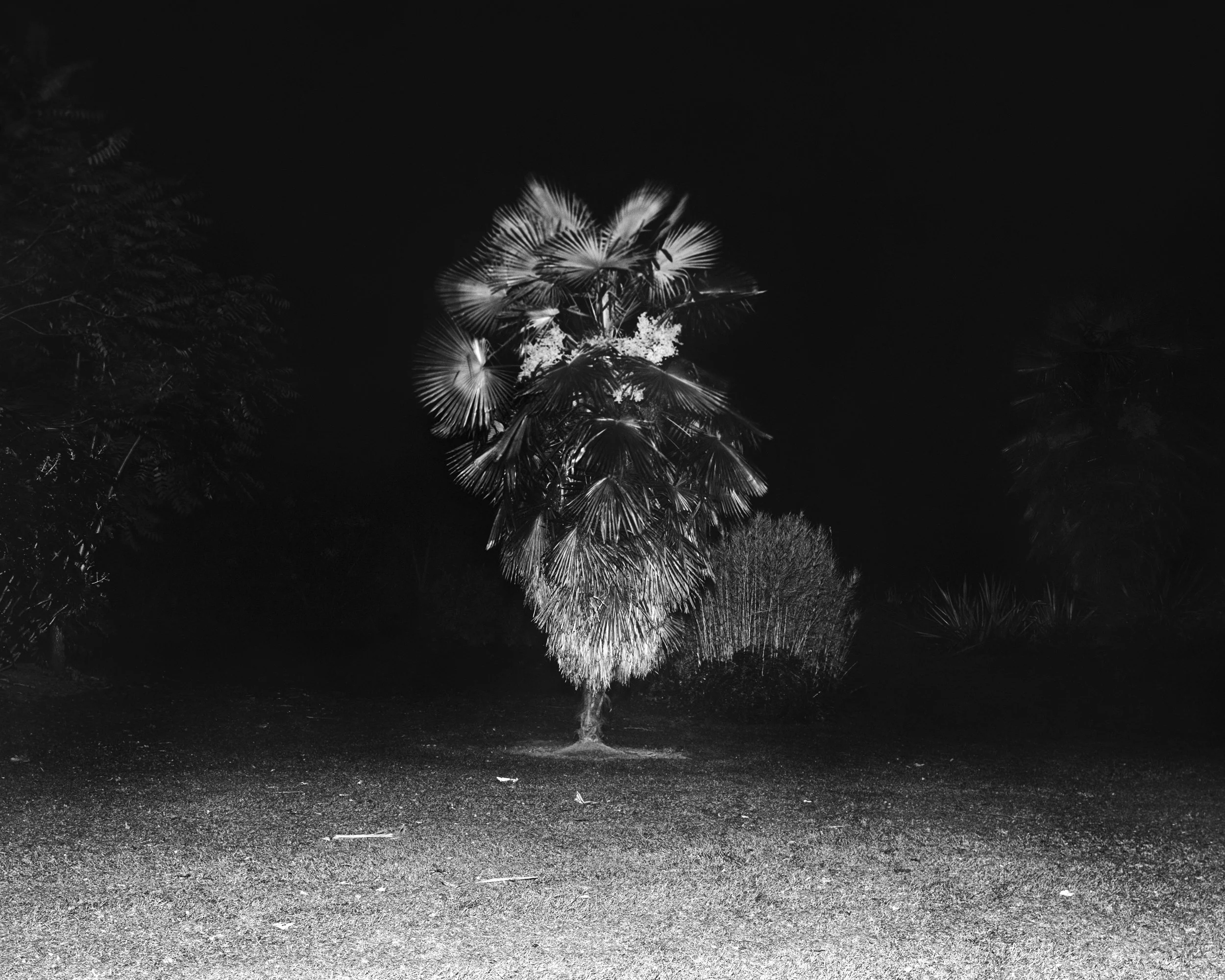 A black-and-white photograph of a tall palm tree illuminated from below, with dense foliage, standing on a gravelly ground at night.