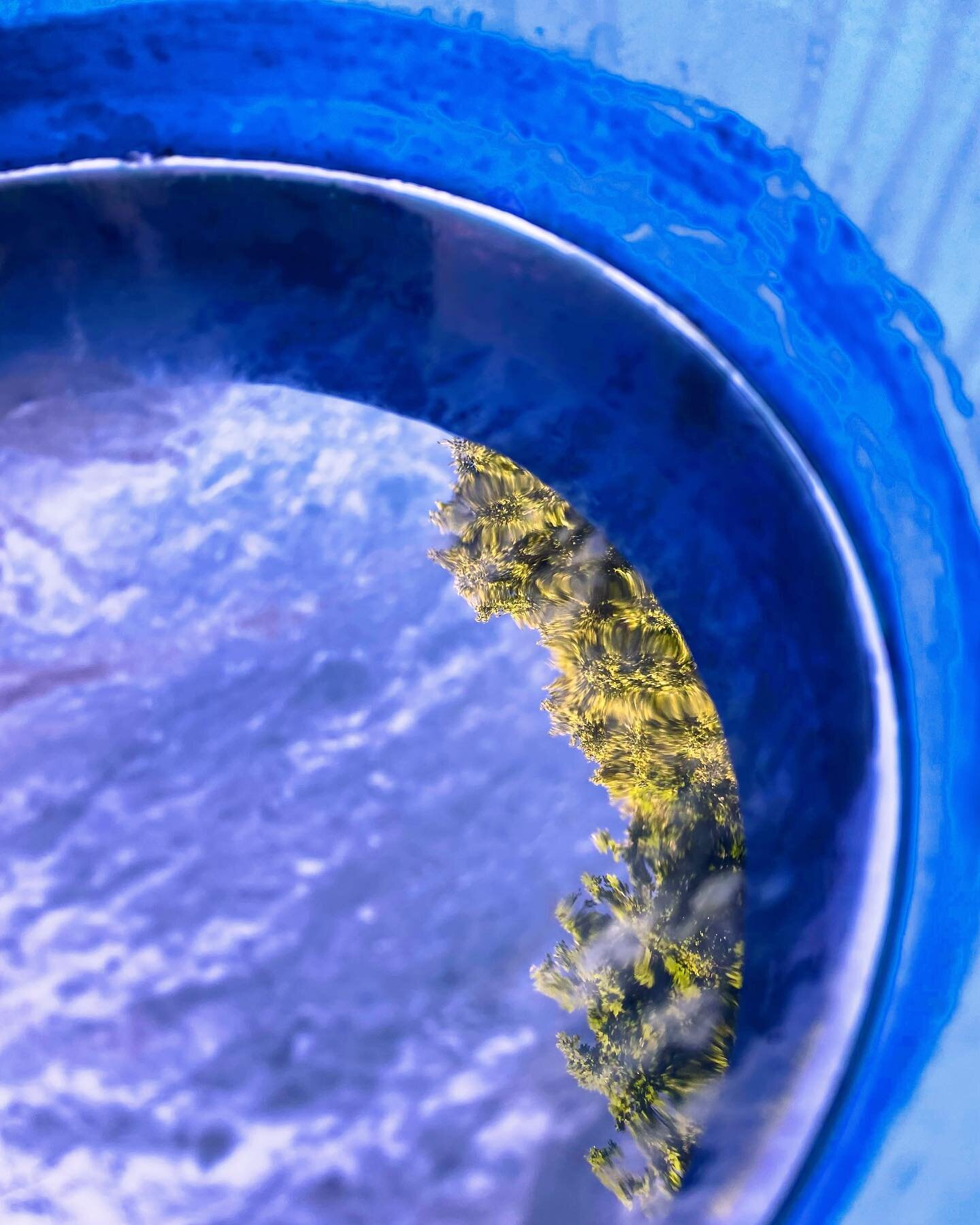 Indigo vat reflections under the Maple tree&hellip;Anyone else feel as if this summer is going by faster than any other? If anybody has their eye on something in the shop to purchase, there are a couple more days to snag it while I am able to package