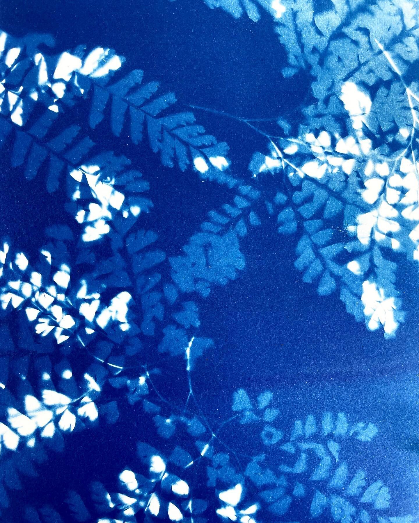 Some of my favorite cyanotype prints, turned into hand bound journals. Empty pages ready to be utilized for words or creation&hellip;check out the new batch in the shop! 💙

Image 1 - N. Maidenhair Fern
Image 2 - Silver Maple
Image 3 - Interrupted Fe