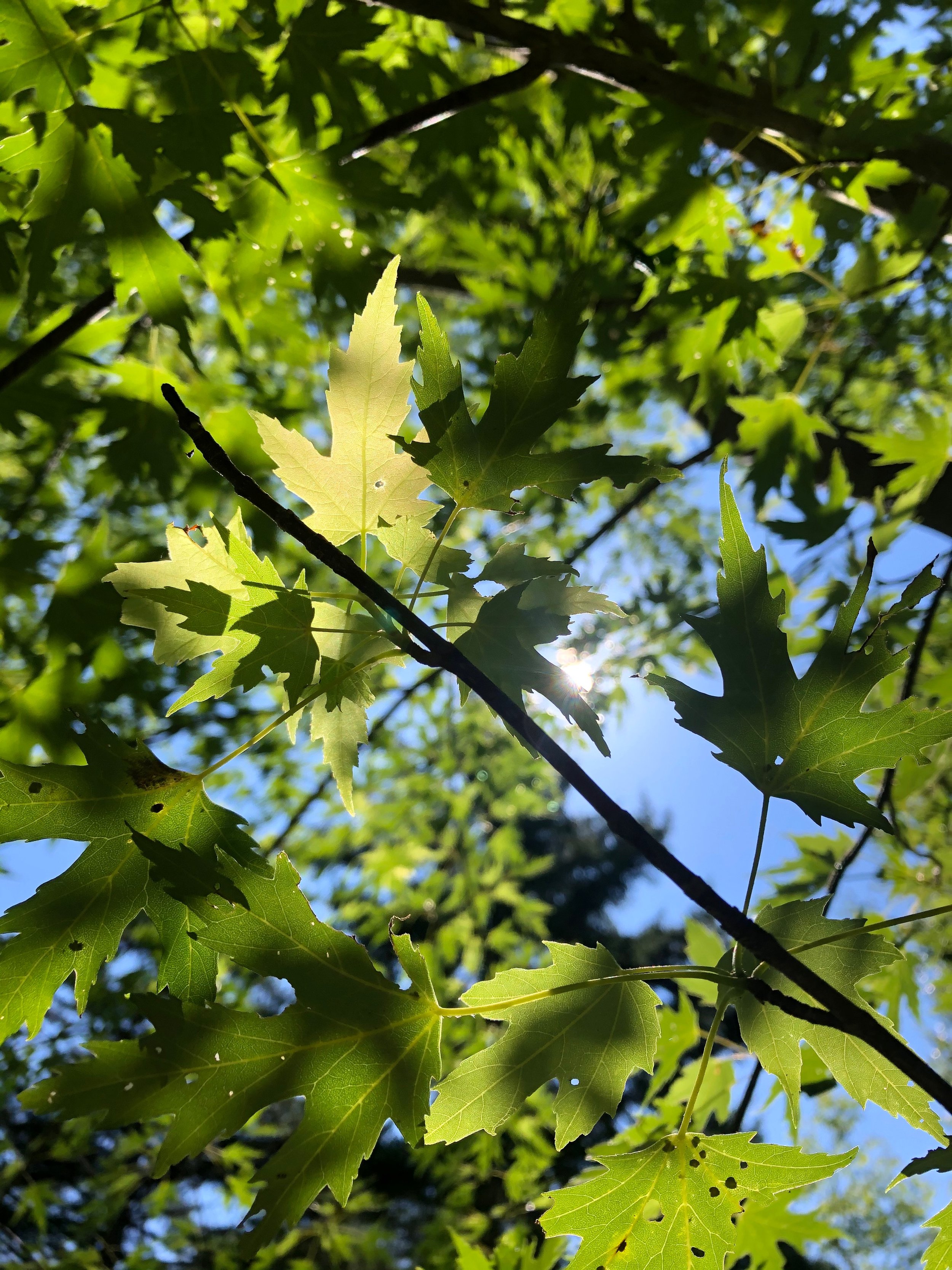 Silver Maple