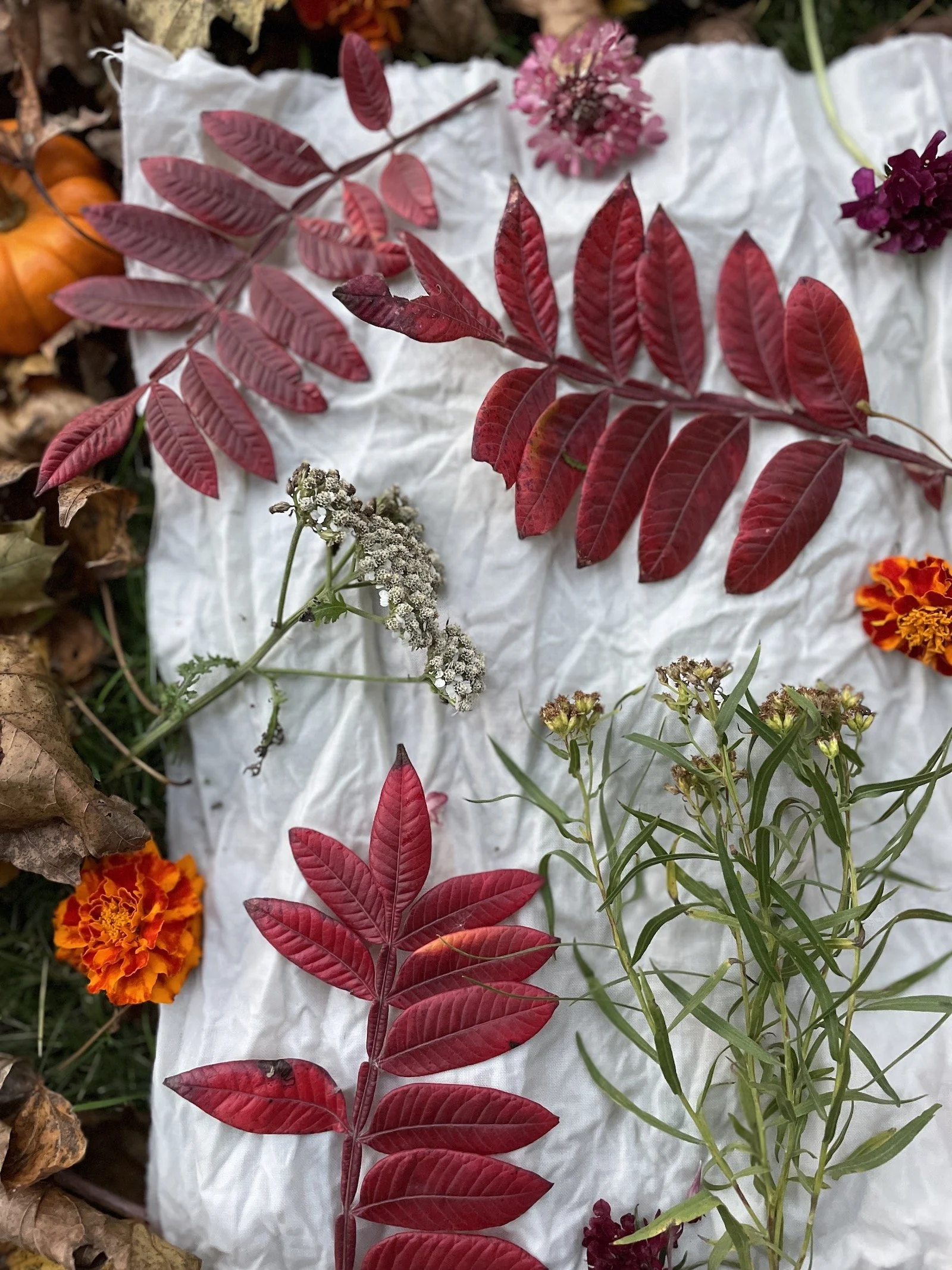 Autumn Explorations in Eco Printing