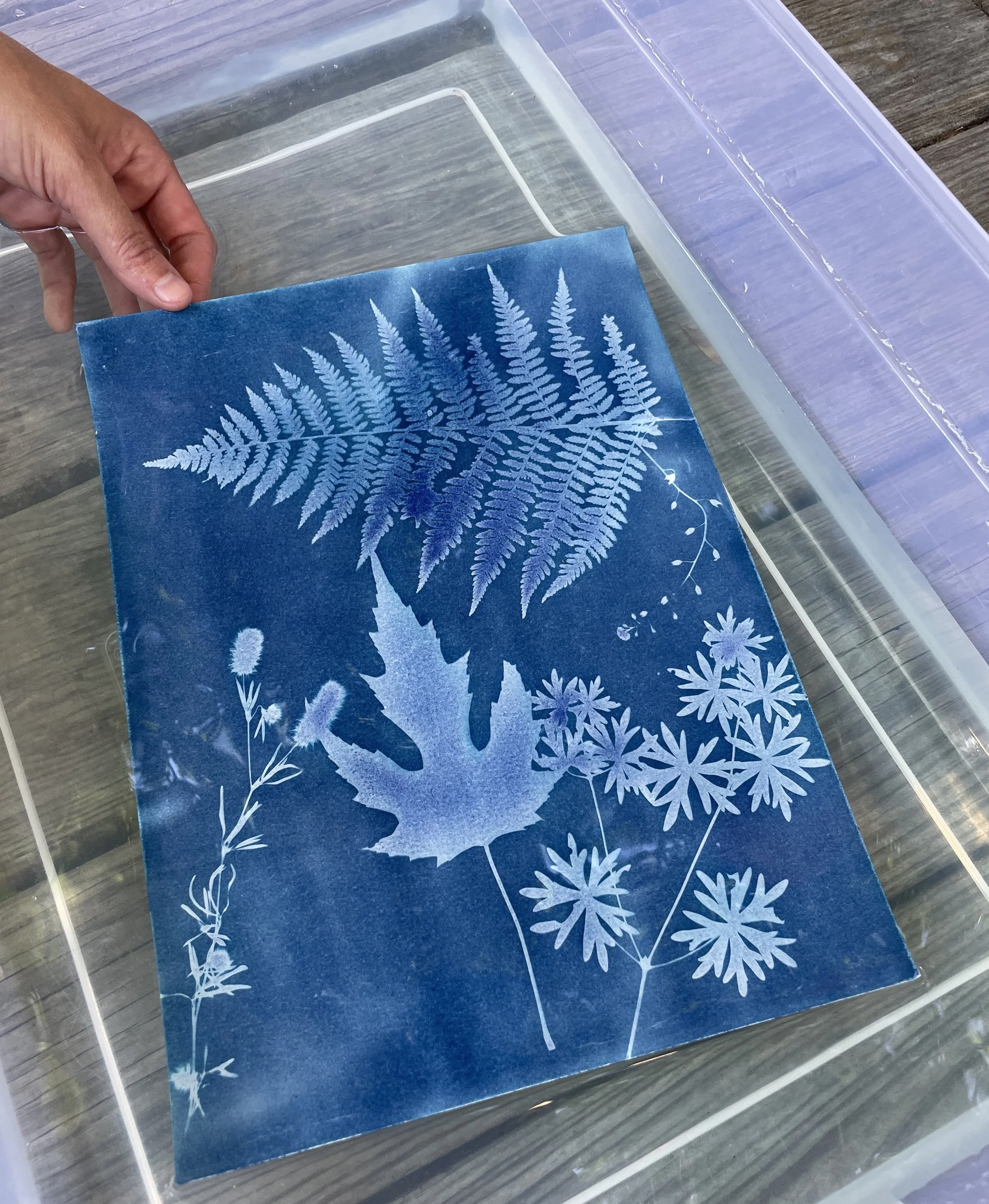 Cyanotype Printing