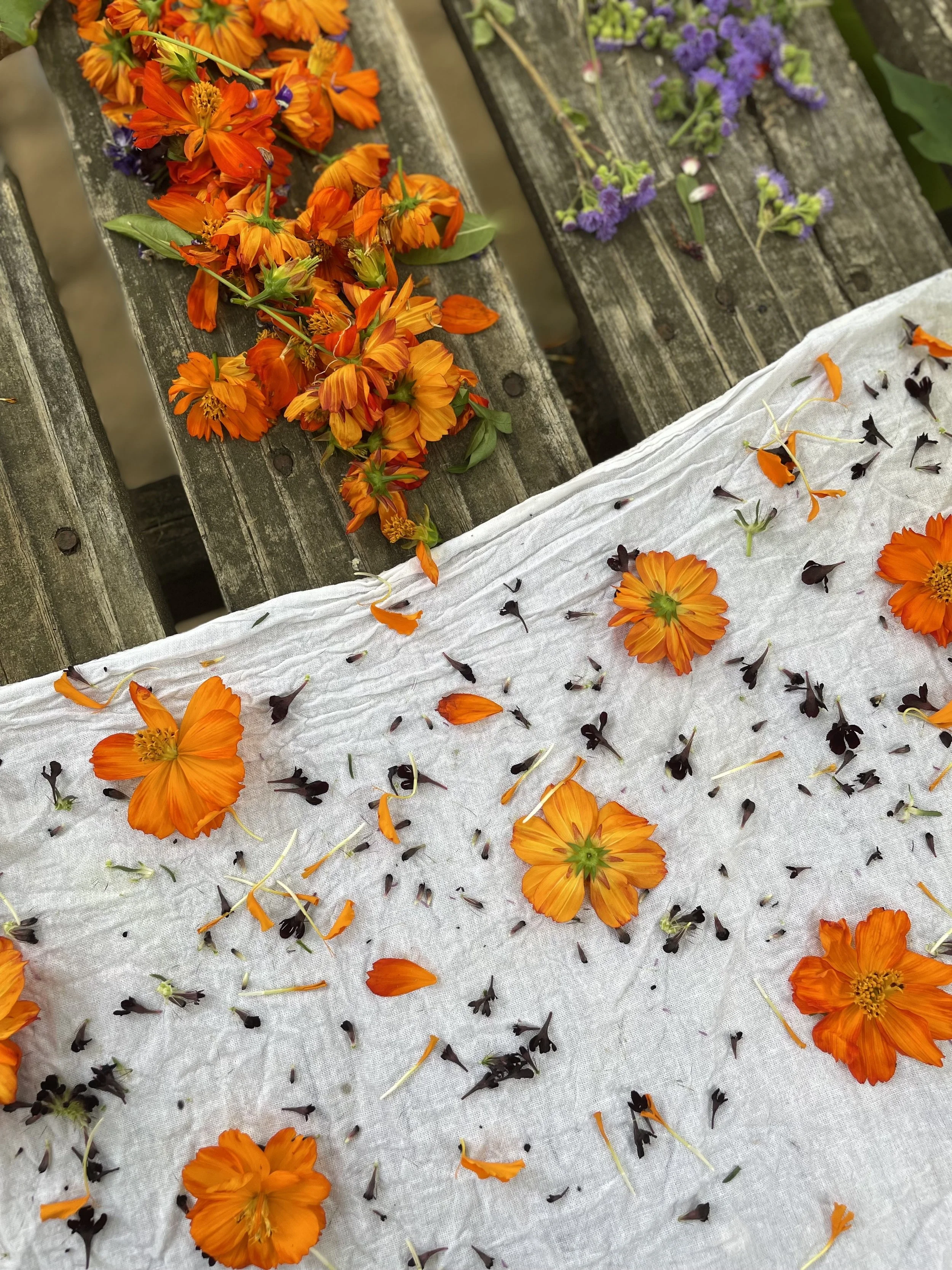 Botanical Eco Printing