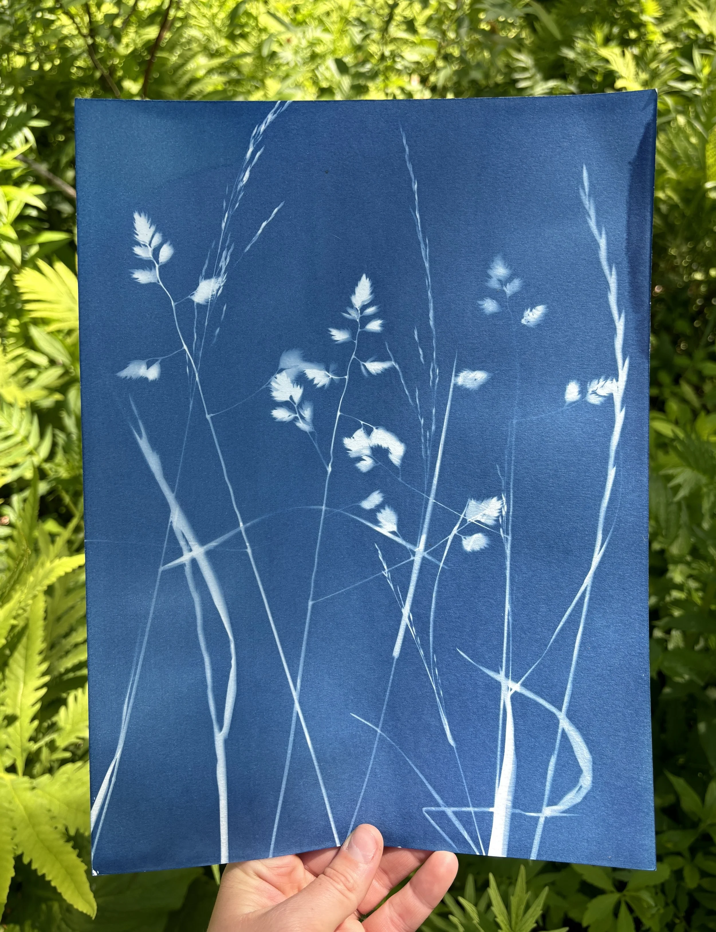 Cyanotype Printing