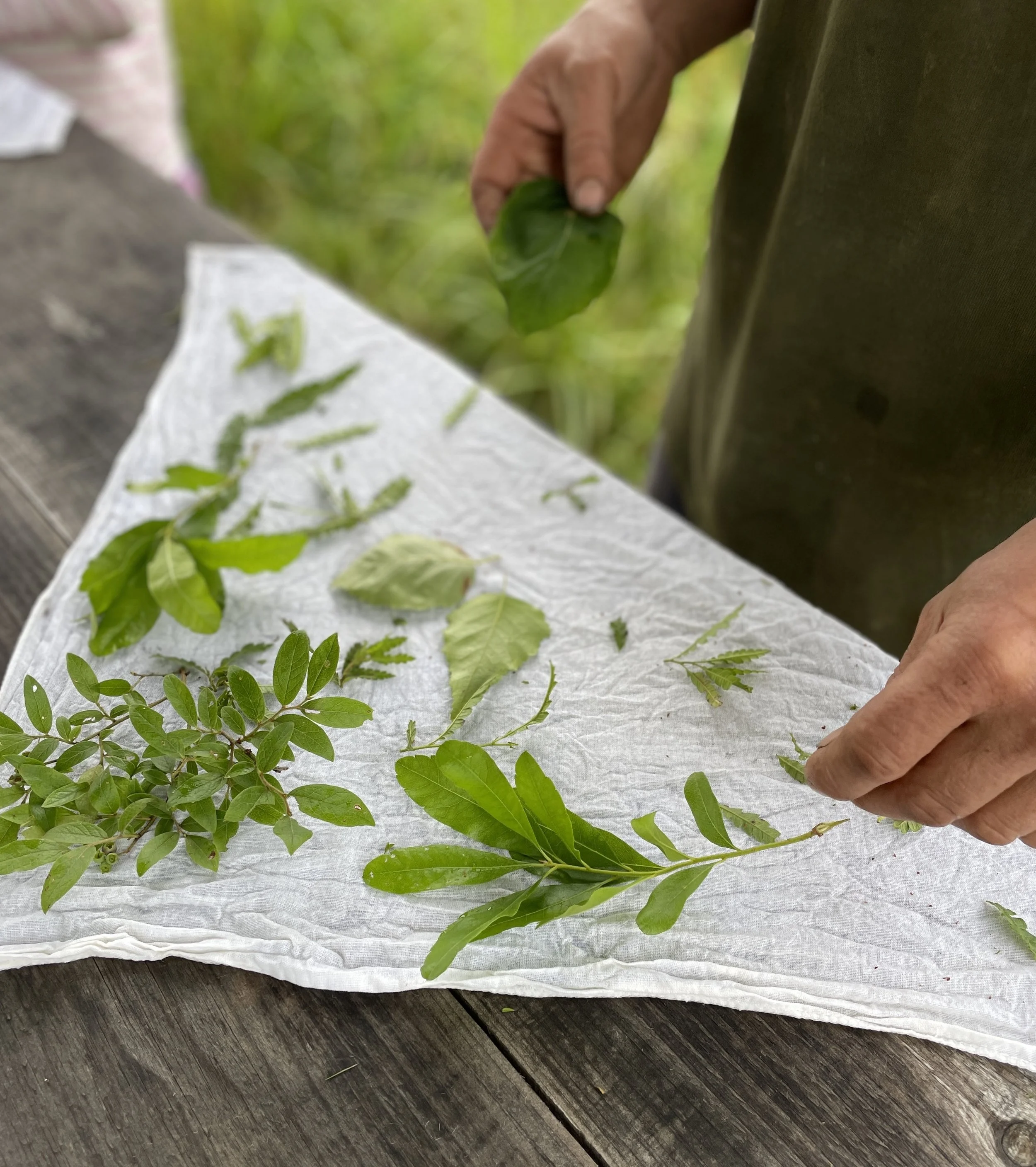 Botanical Eco Printing
