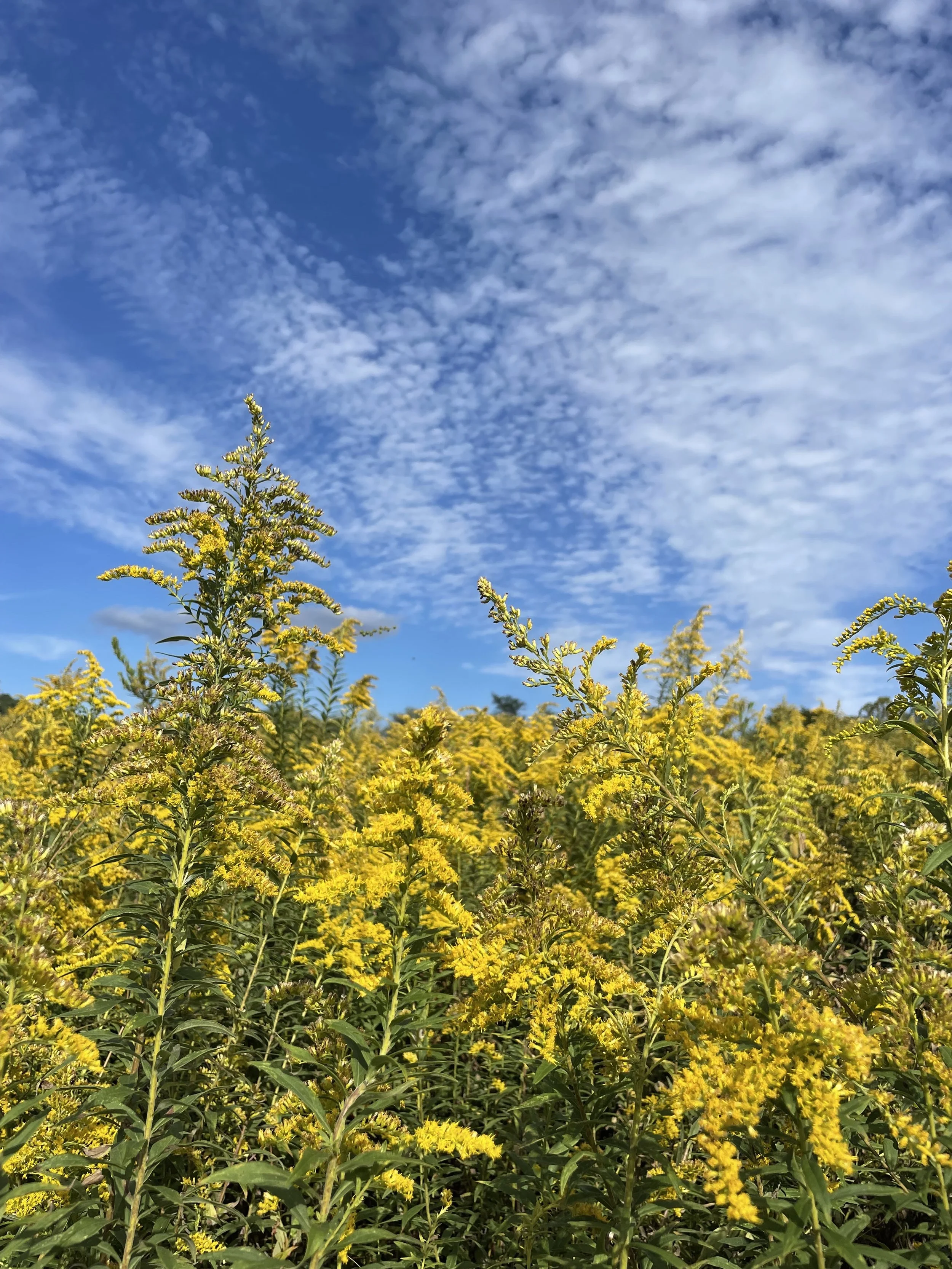 Savoring the Golden Harvest: Natural Dye &amp; Herbal Medicine Workshop