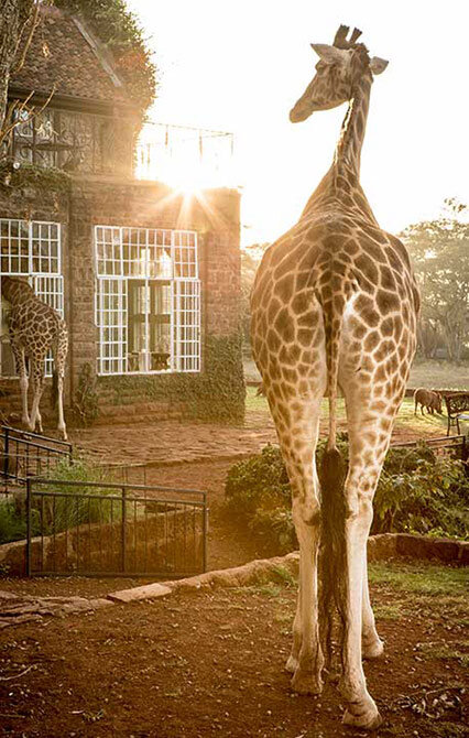 Disk-At-Giraffe-Manor-The-Safari-Collection.jpg