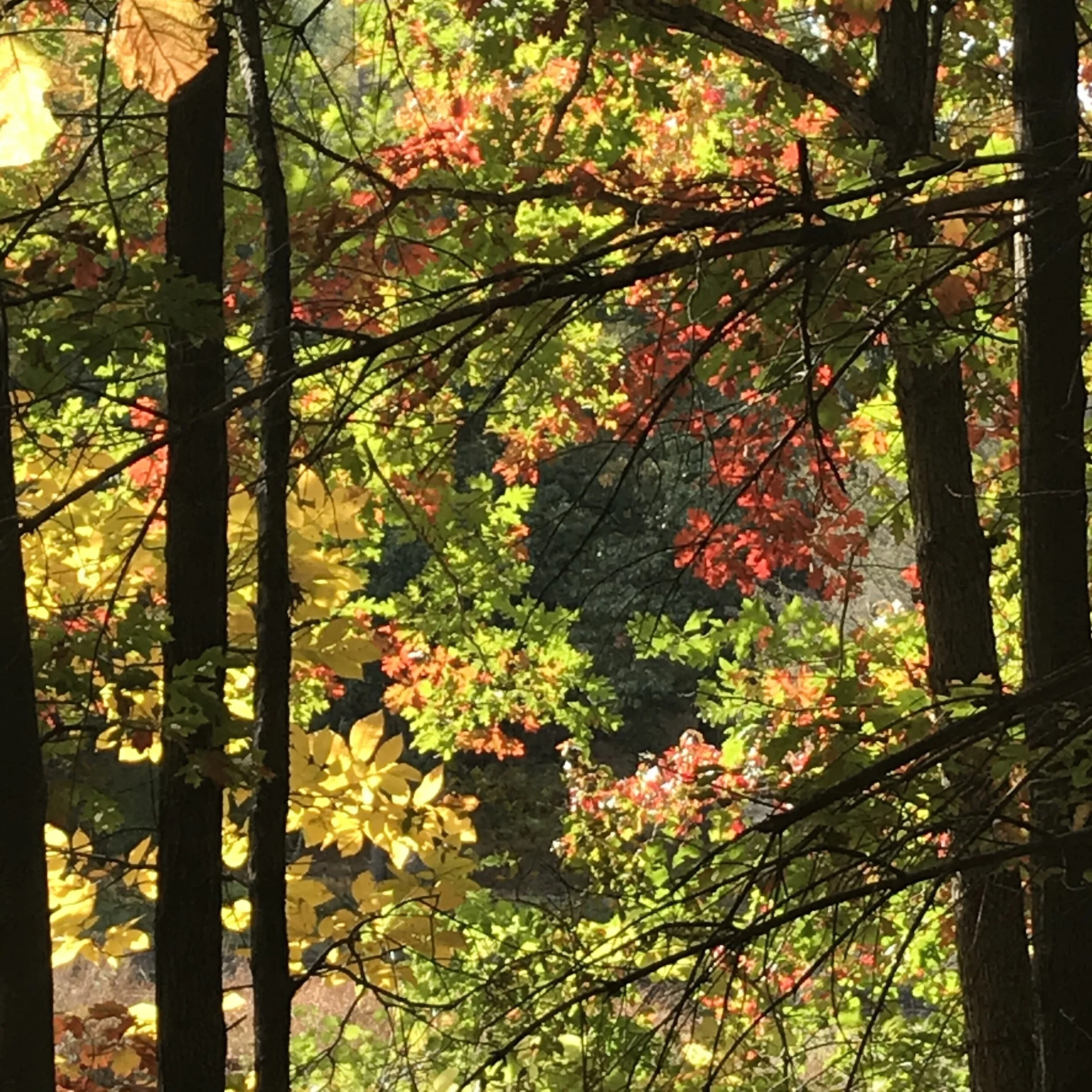 Autumn