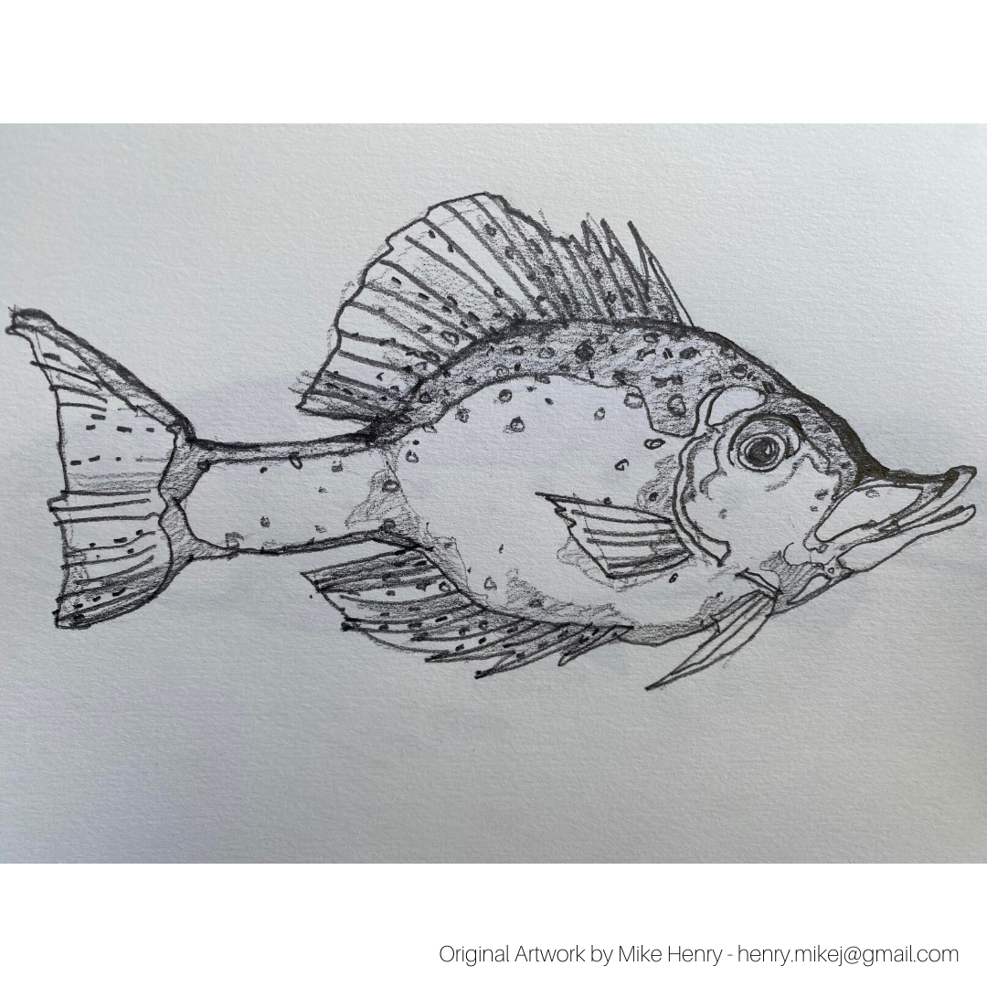 Fish2_sq.png