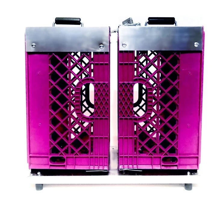 Fuschia1A.jpg