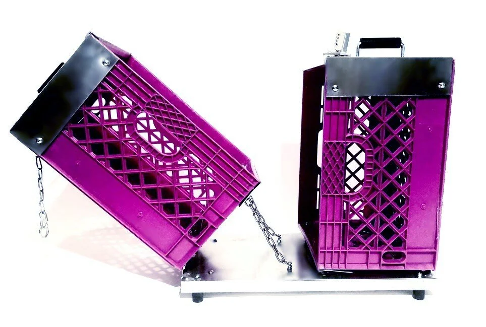 Fuschia2.jpg