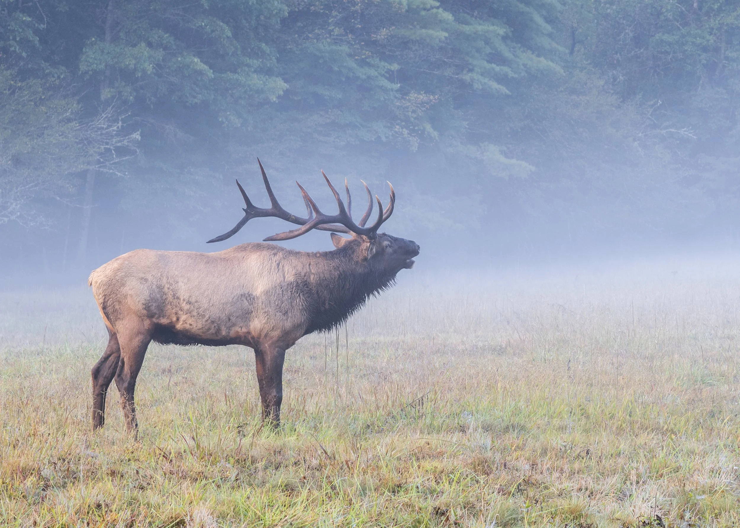Visit Cataloochee Valley and see wildlife, hike and elk.  Just a 45-minute drive from Shady Creek.