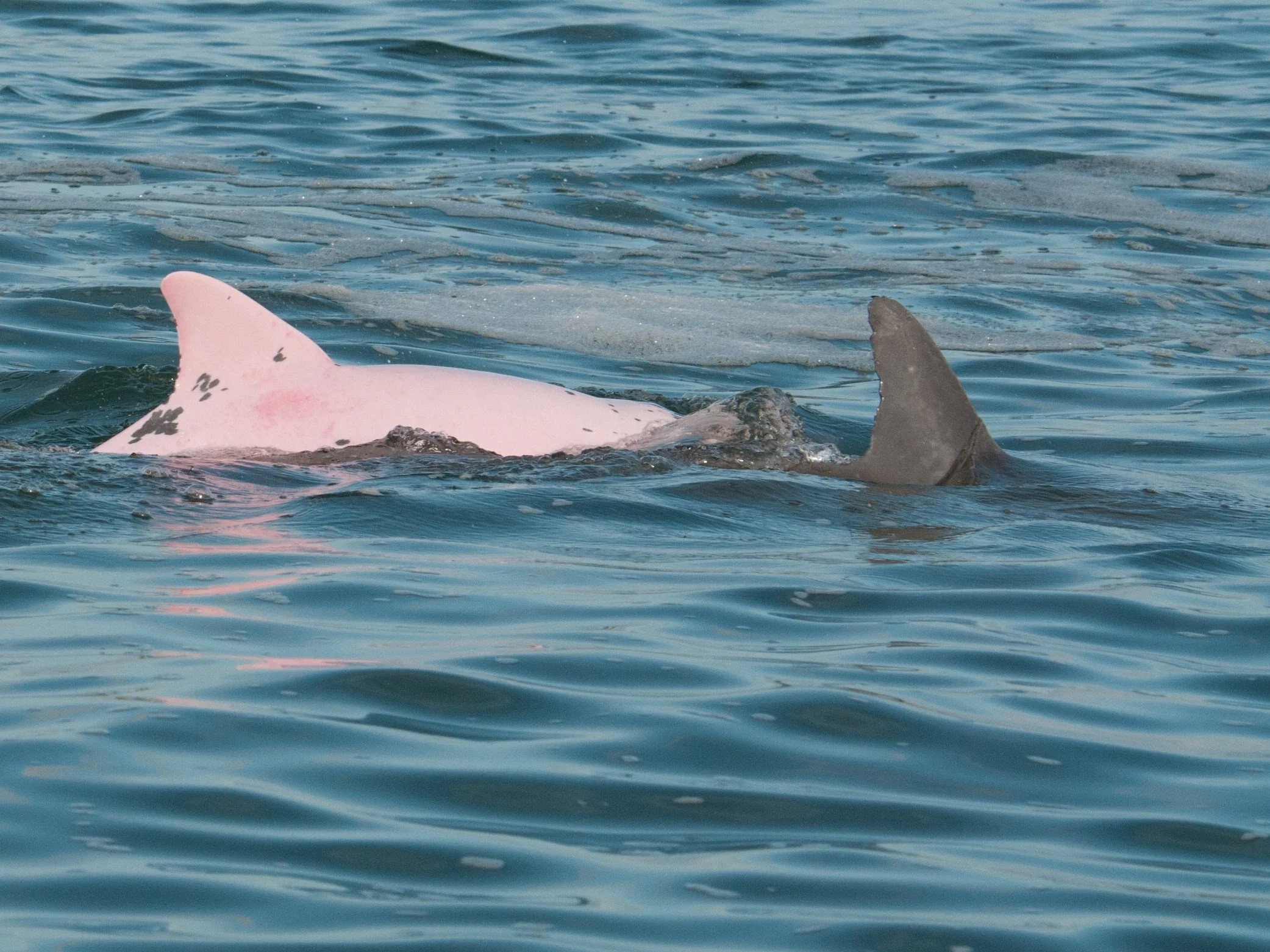 Pink Dolphin_Galveston