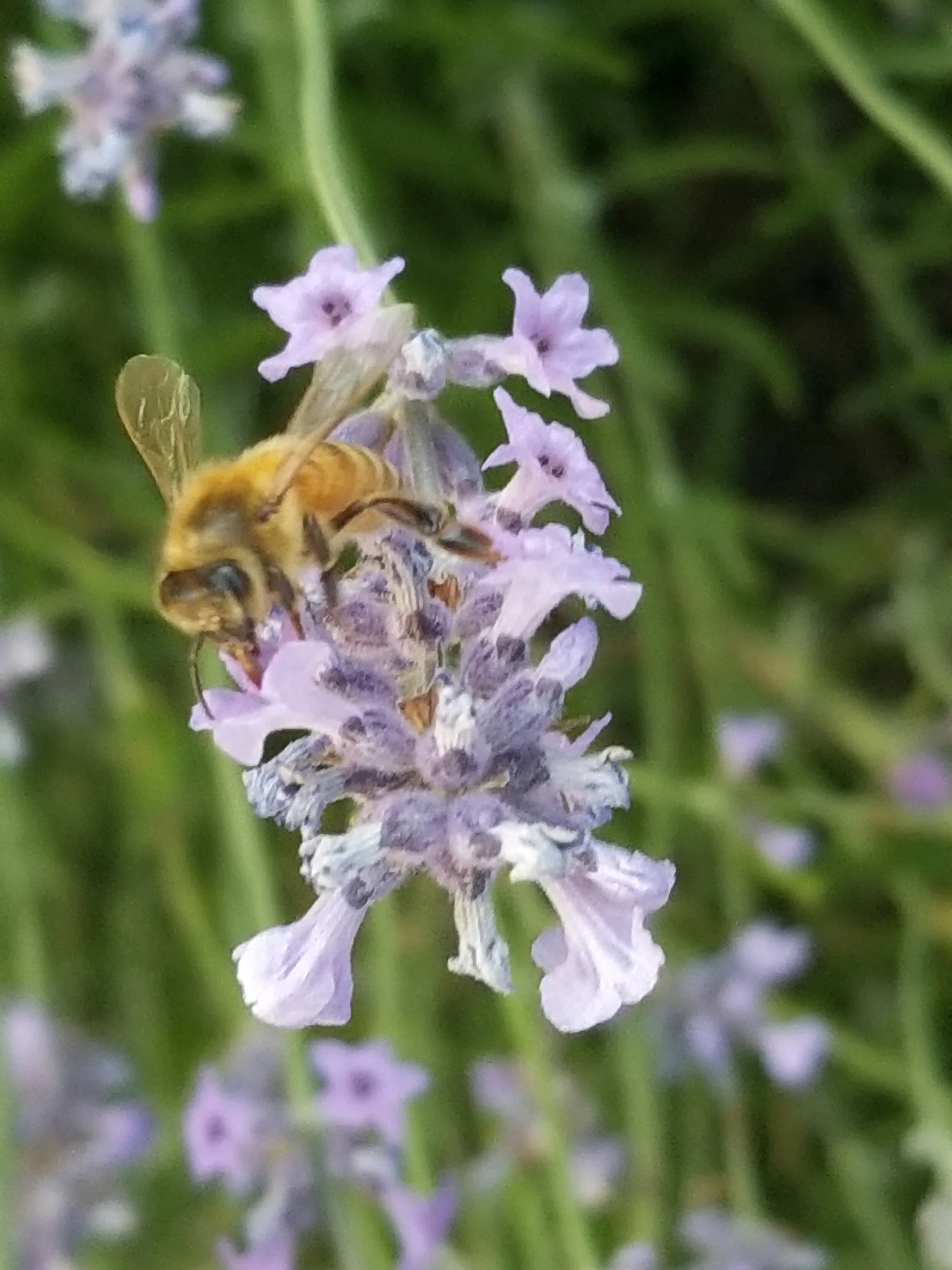 About us — SHORELINE BEEKEEPING SUPPLY