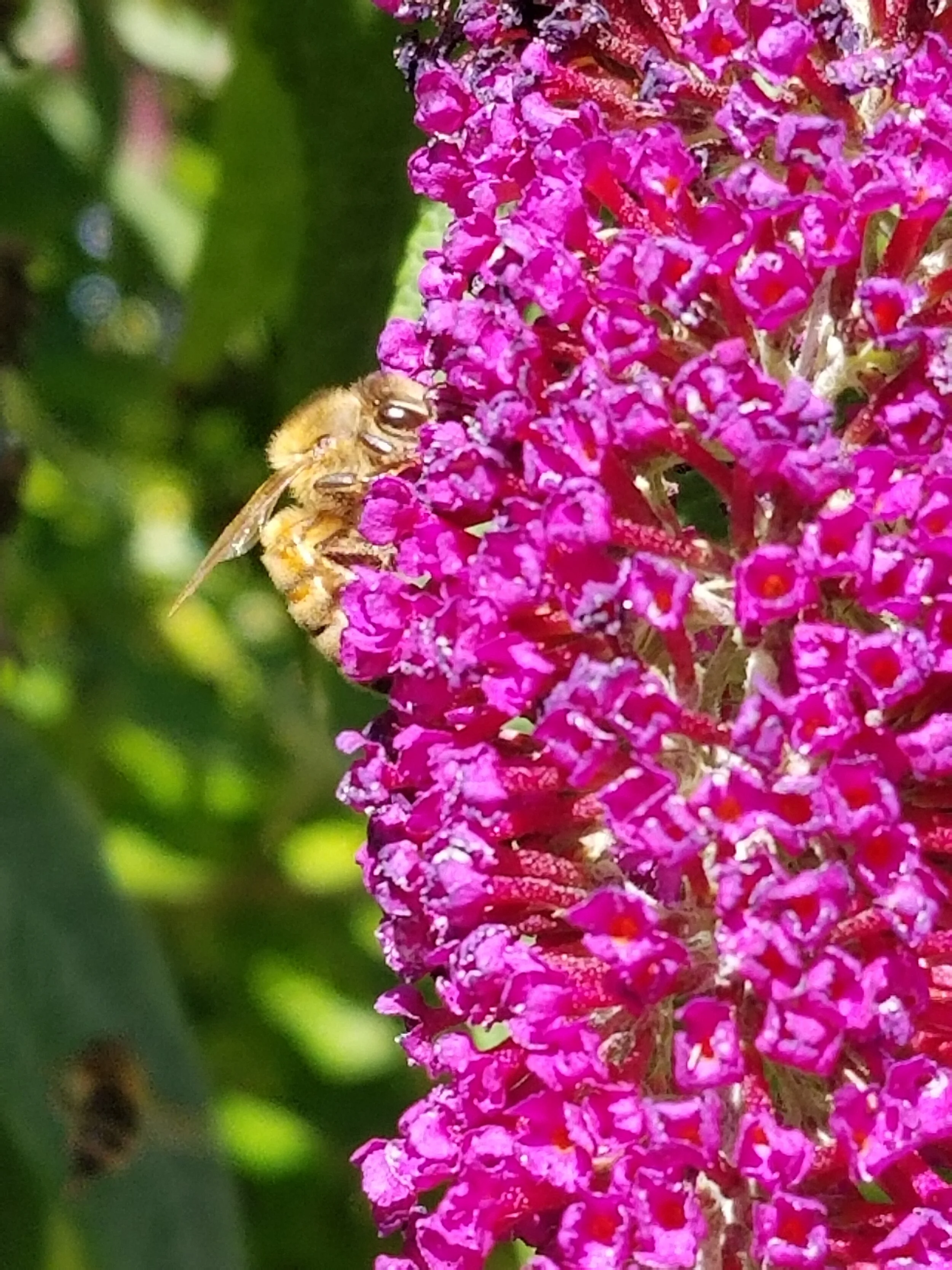 About us — SHORELINE BEEKEEPING SUPPLY