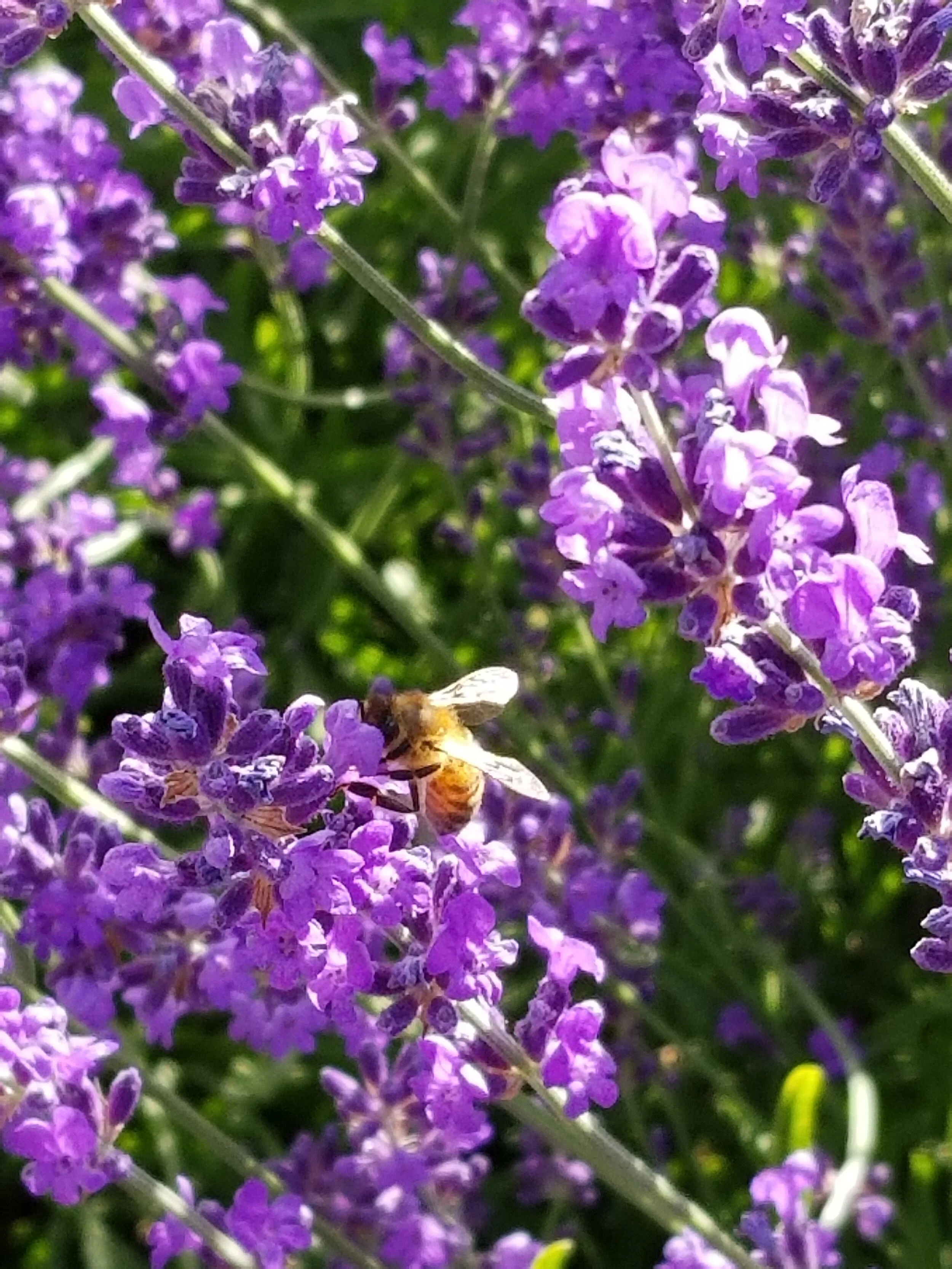 About us — SHORELINE BEEKEEPING SUPPLY