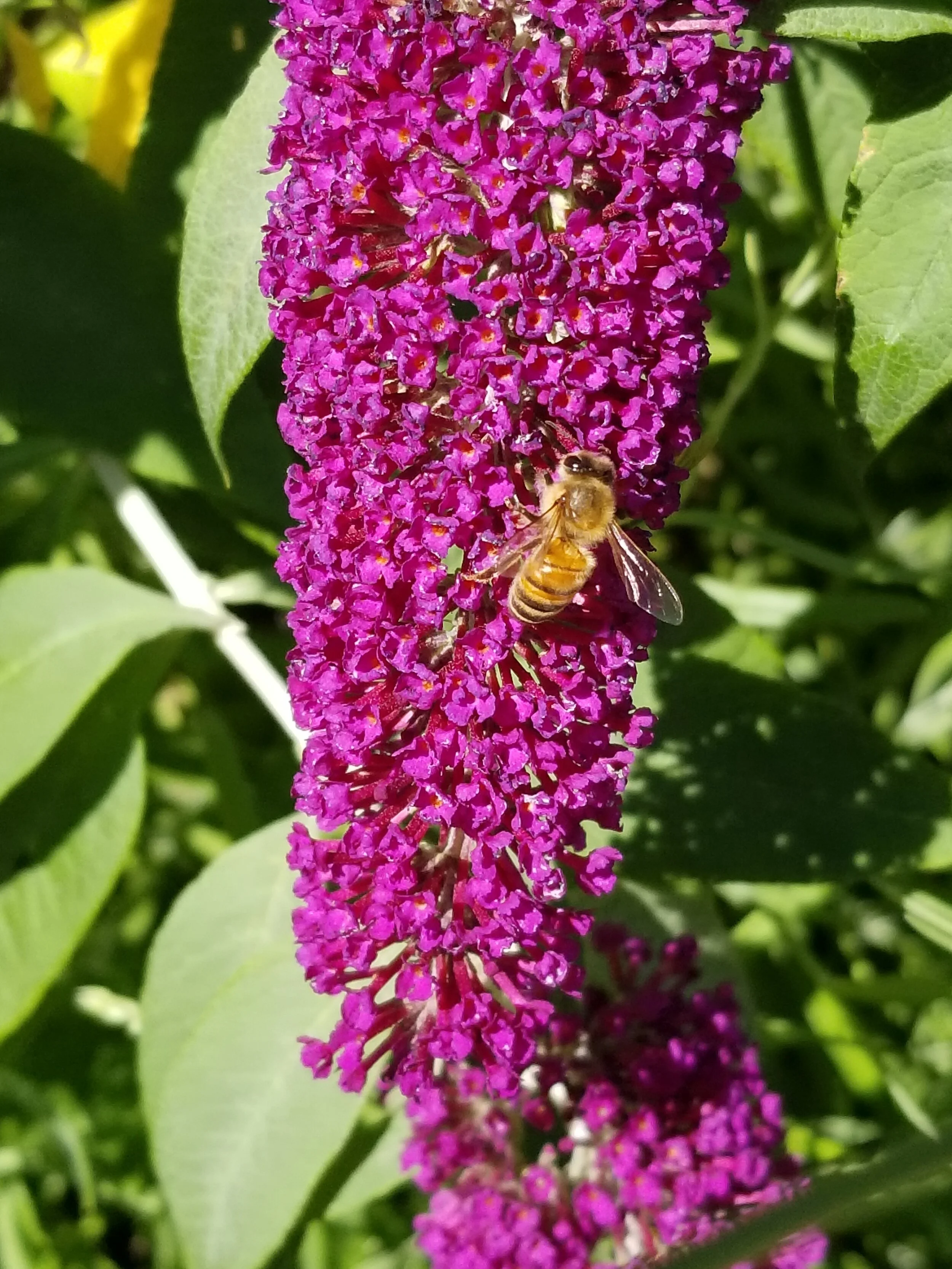 About us — SHORELINE BEEKEEPING SUPPLY