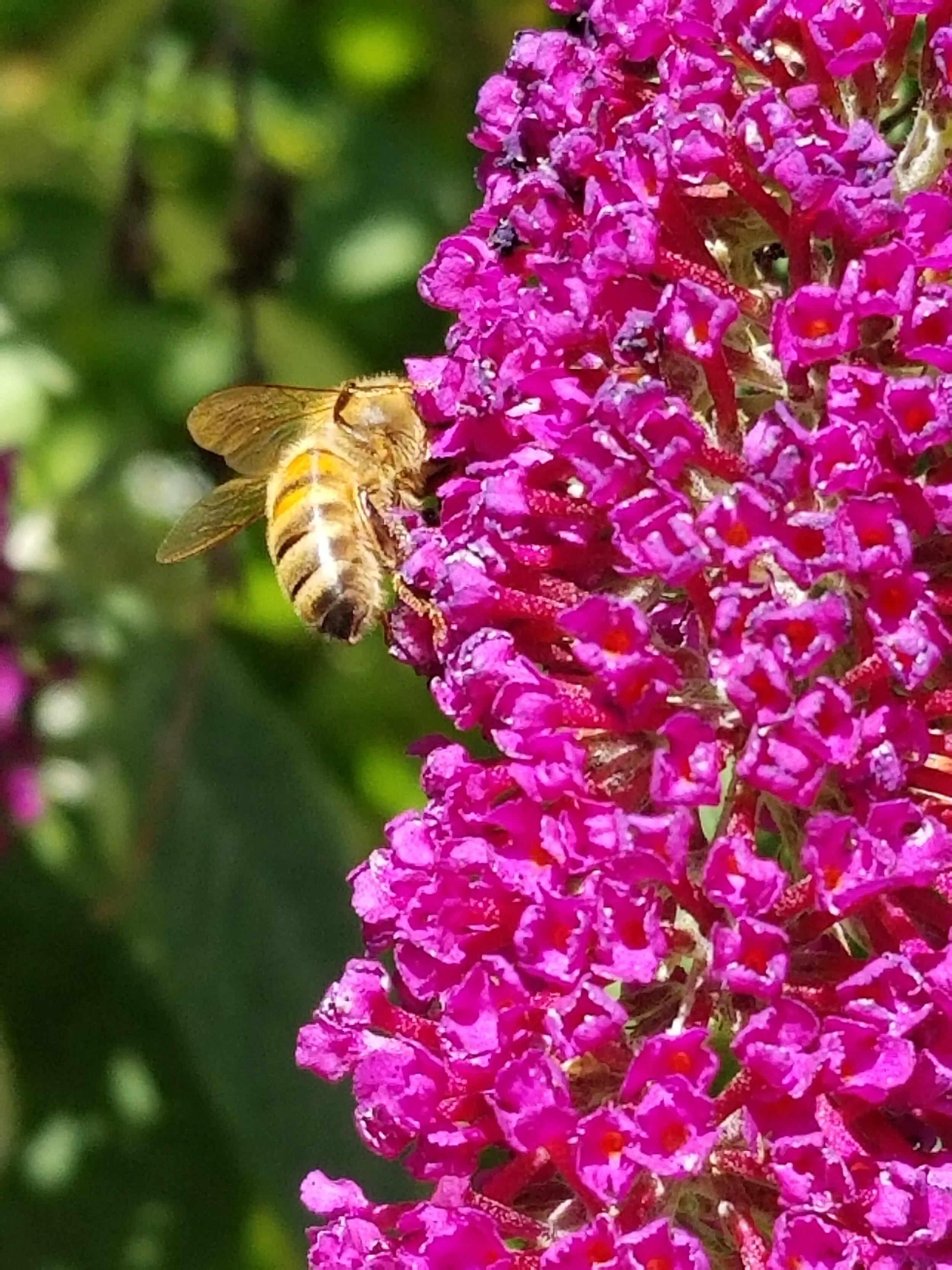 About us — SHORELINE BEEKEEPING SUPPLY