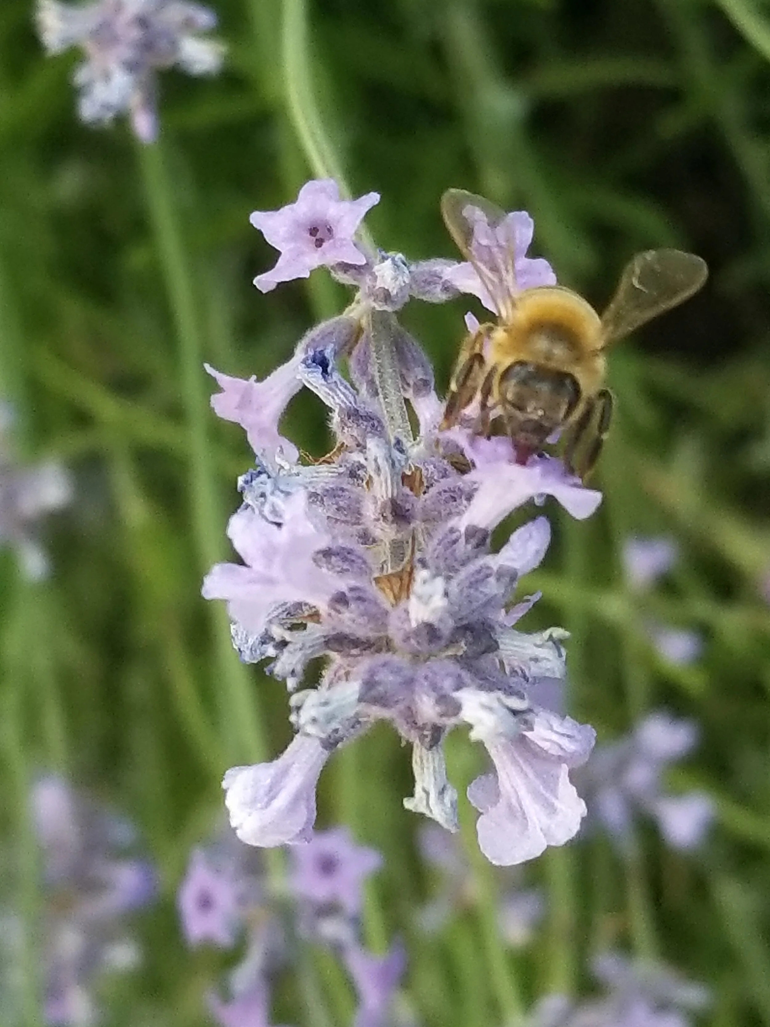 About us — SHORELINE BEEKEEPING SUPPLY