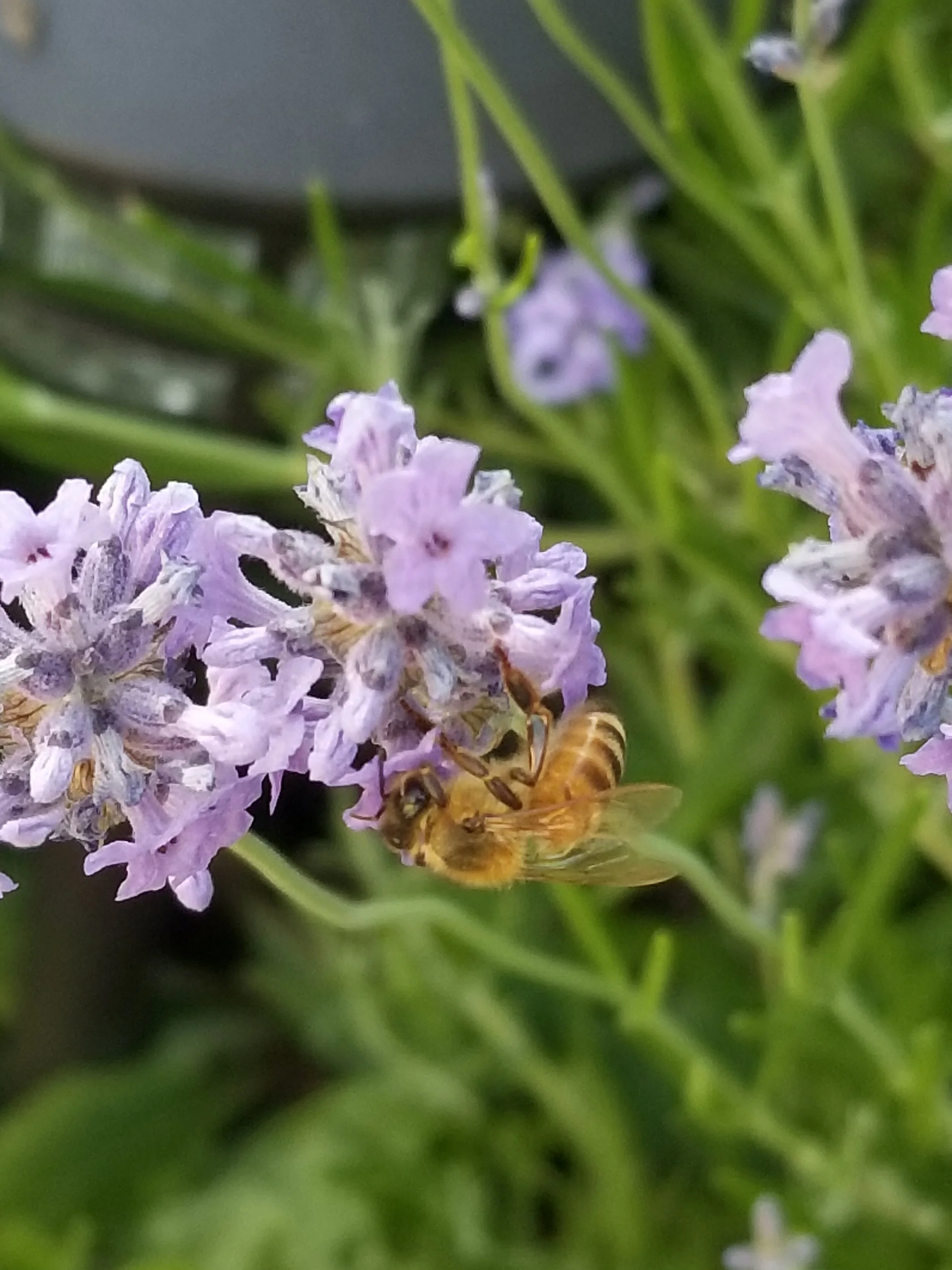 About us — SHORELINE BEEKEEPING SUPPLY