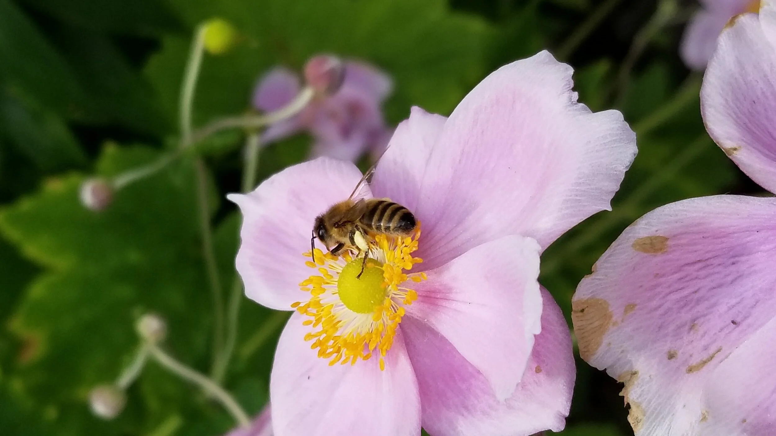 Shop — SHORELINE BEEKEEPING SUPPLY
