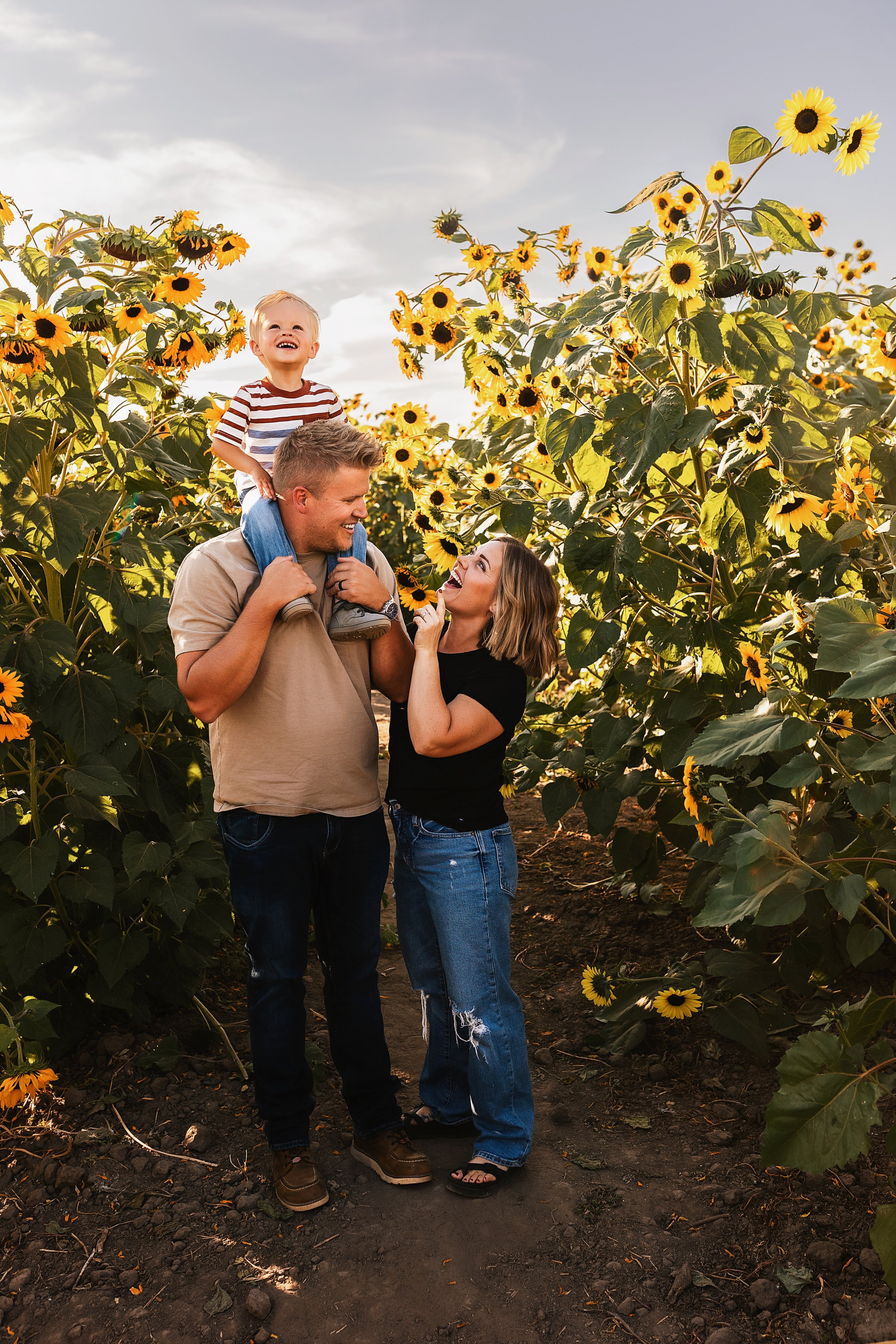 Facer Sunflowers04.jpg