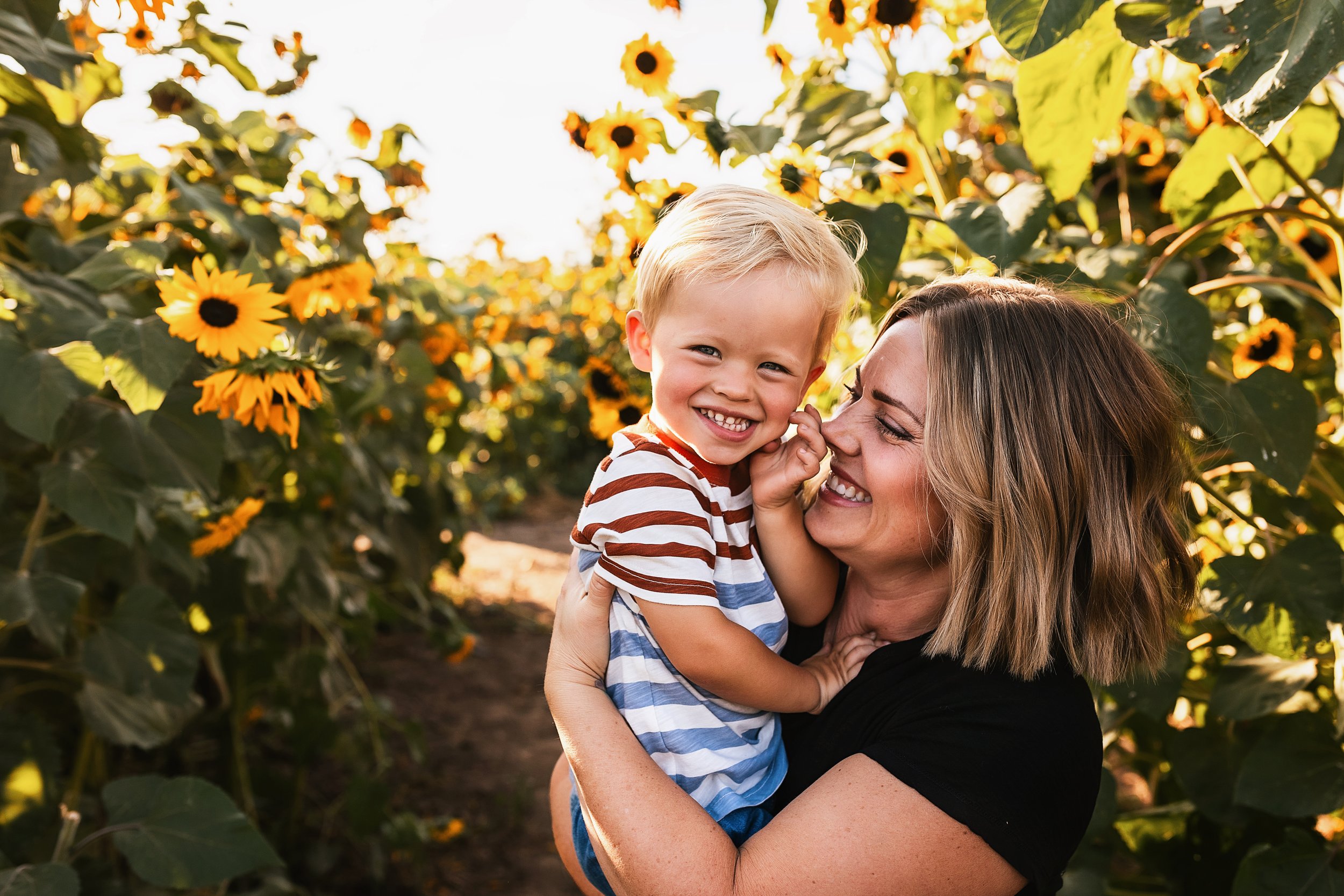 Facer Sunflowers05.jpg