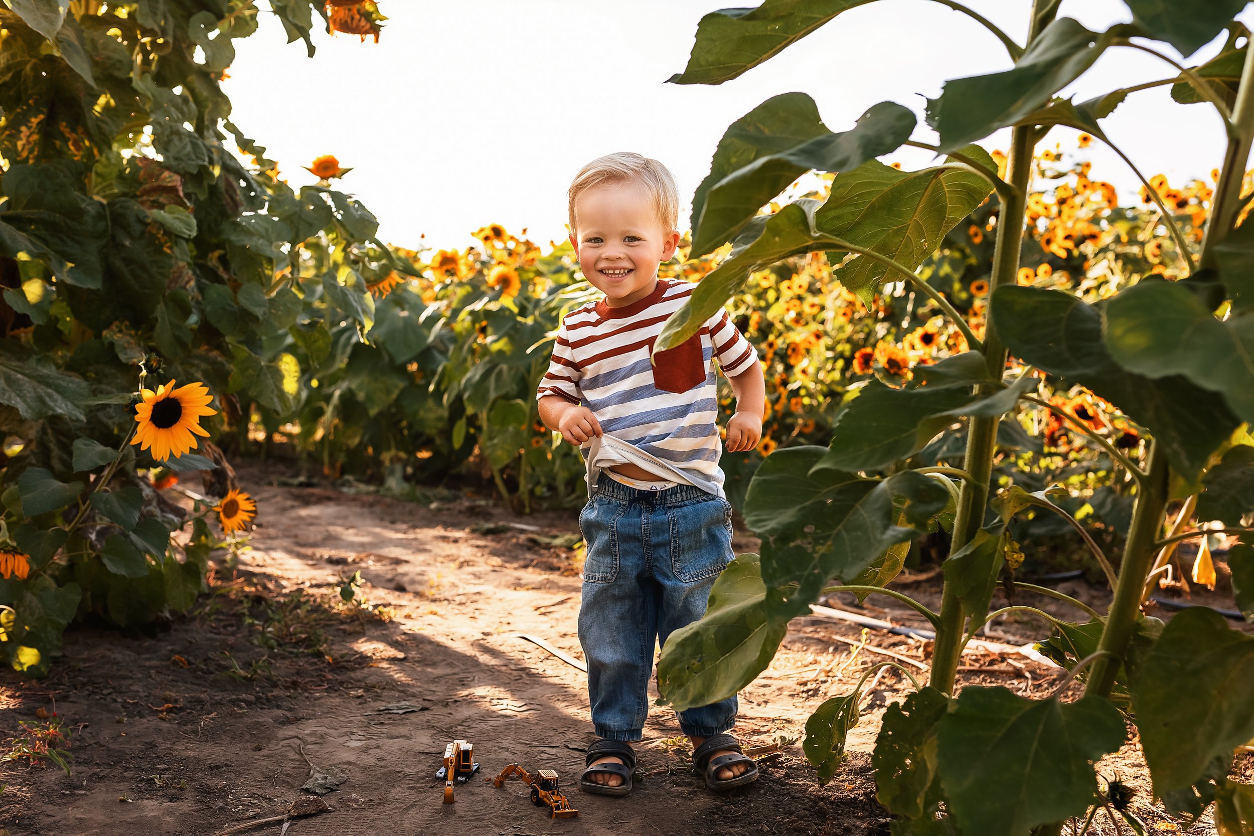 Facer Sunflowers18.jpg