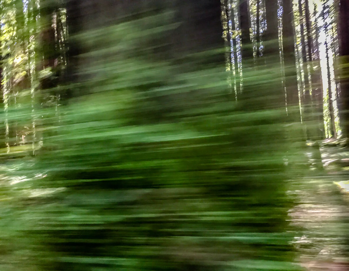 Hoffman_Edie_Heading_Home__Verde.jpg