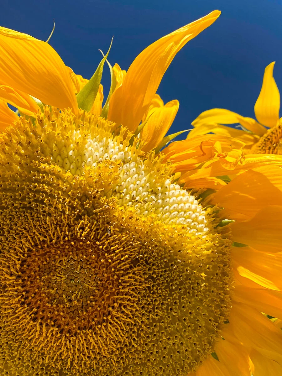 Hoffman_Edie_Summer_Seeds.jpg