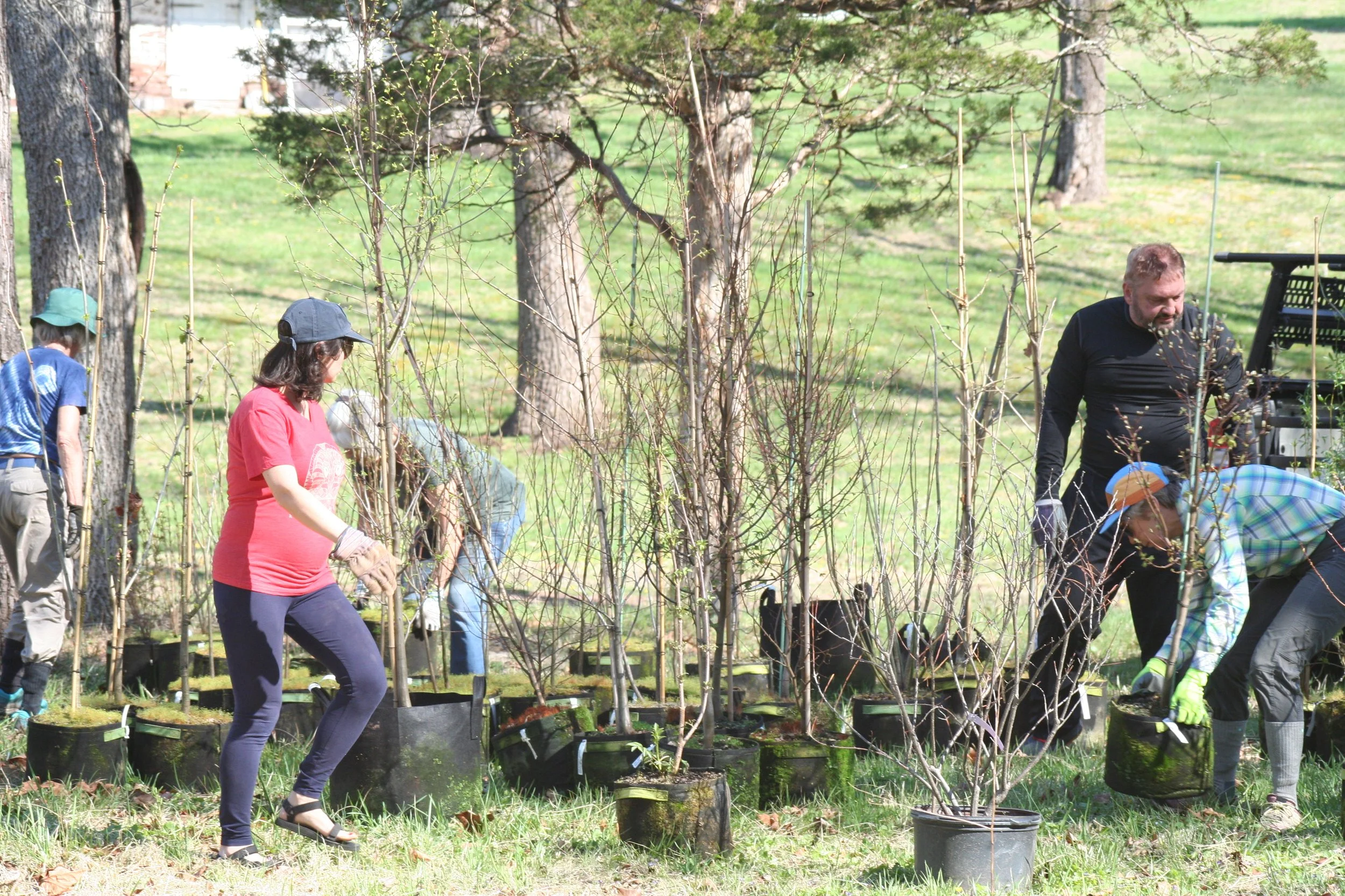 Earth Week Planting Blitz at our Streamside Restoration