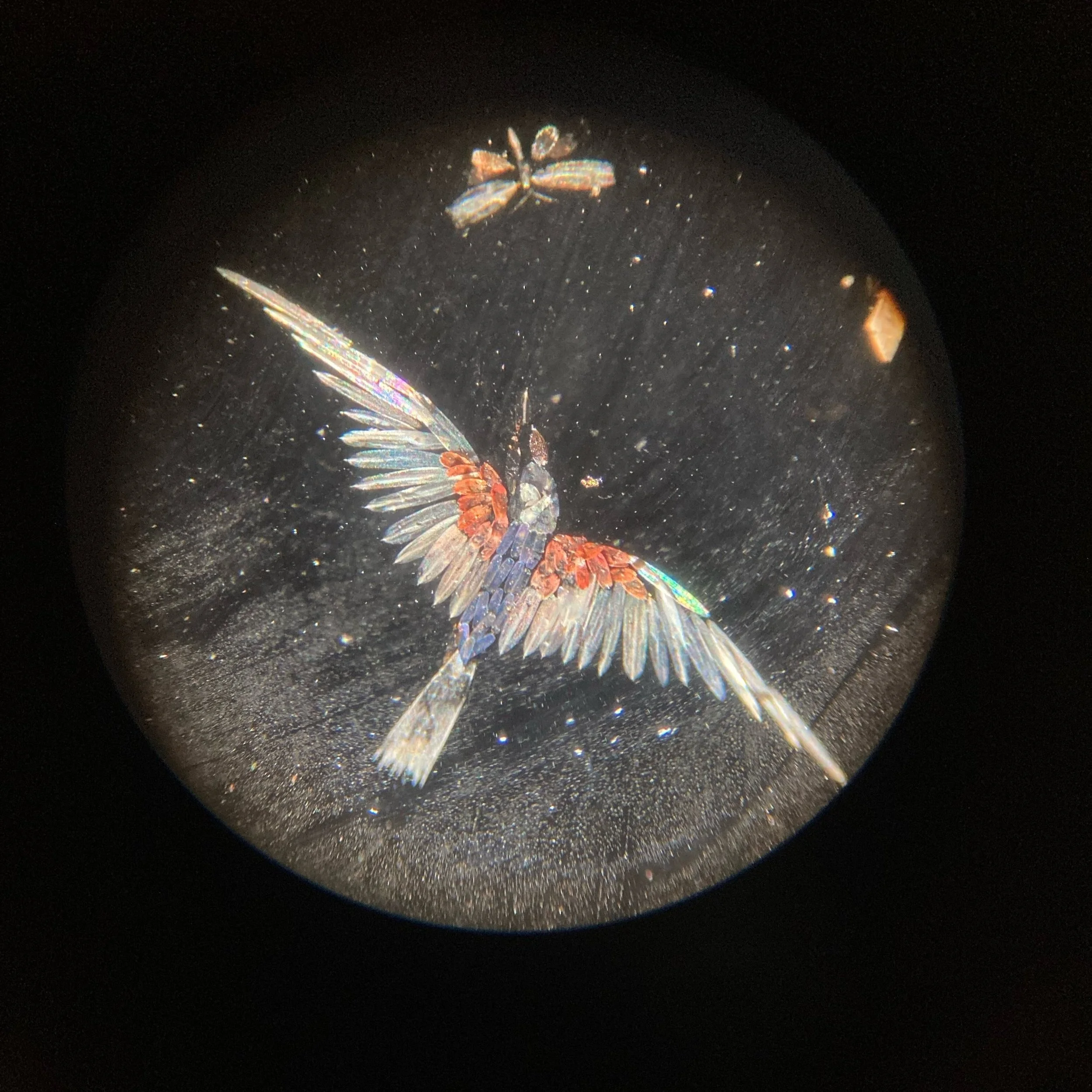 Harry Dalton arranged diatom and butterfly wings