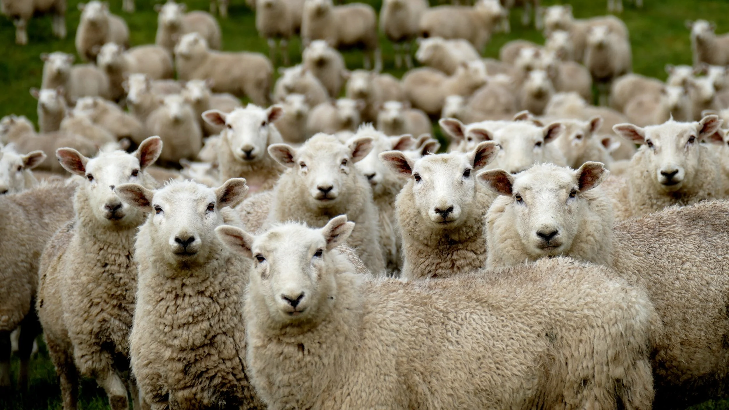 2023.11.26 | Be the Sheep