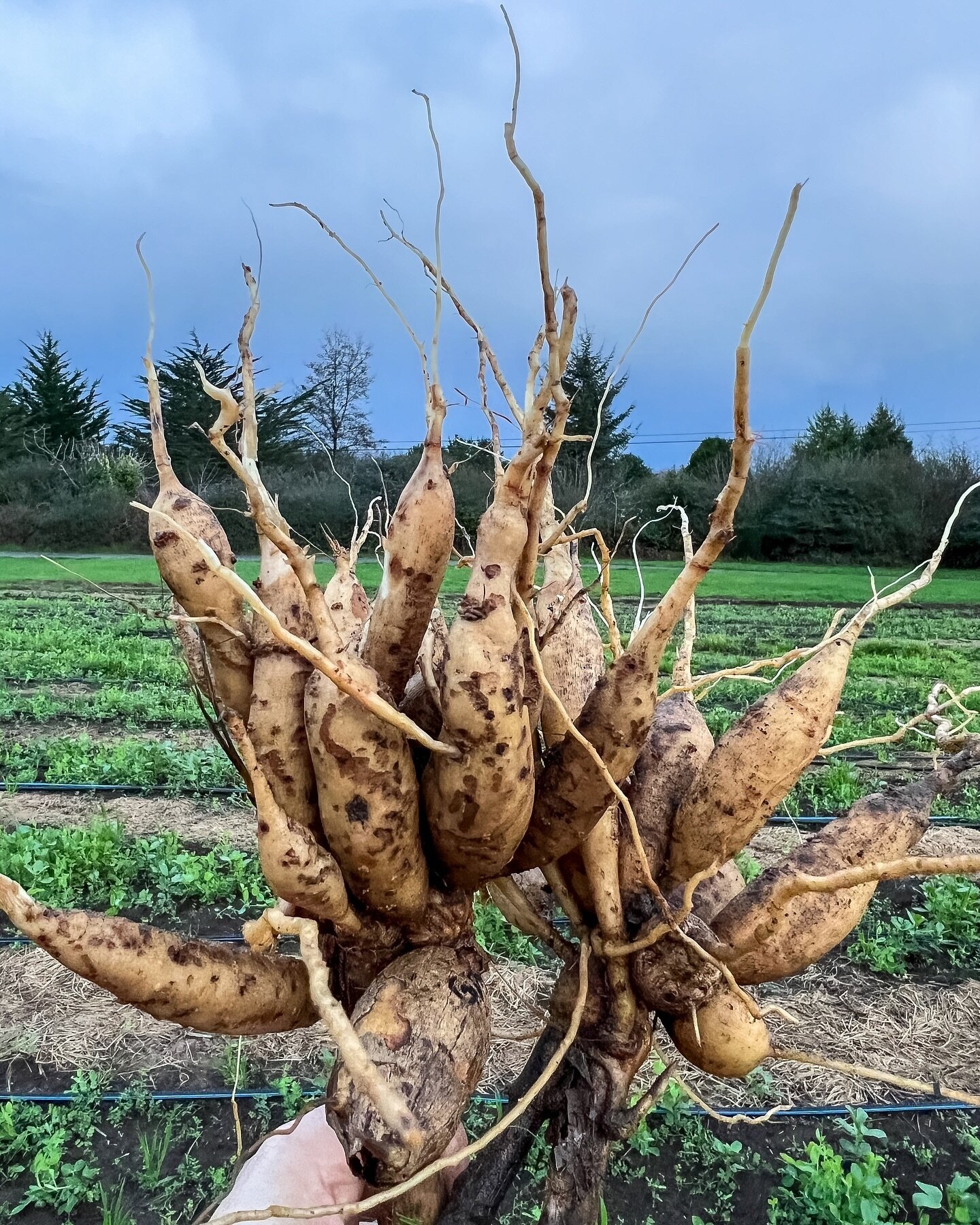 You might be surprised to hear that we spend about 49 weeks of the year working to bring these little tuber babies into the world. Even when the fields lay dormant, we are busy working to divide, store, check, organize, re-check, re-organize, count o