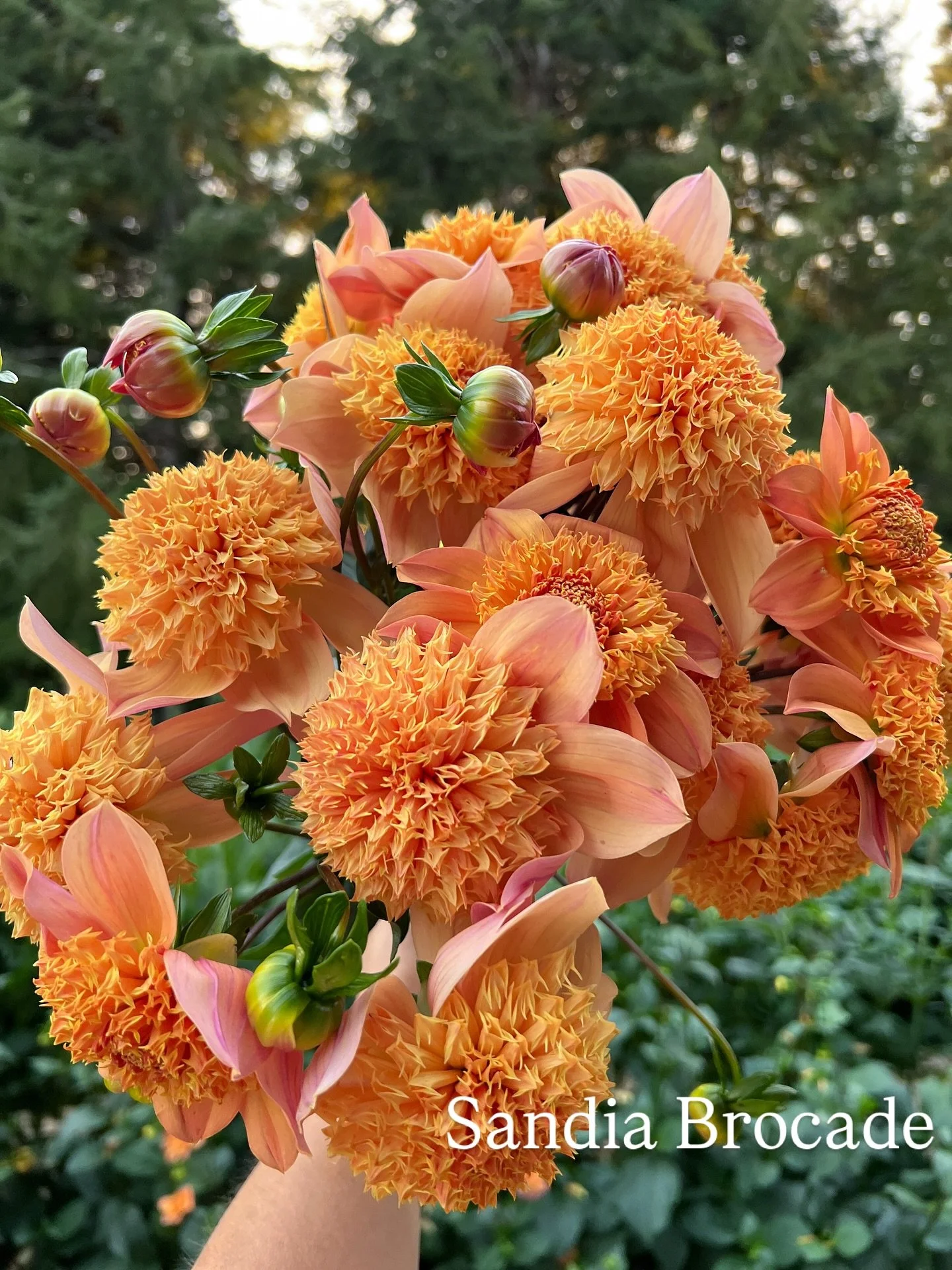 Raise your hand if you LOVE dahlias 🙋&zwj;♀️

&mdash;comment with a 🙋&zwj;♀️ or whatever you&rsquo;re feeling most today ☺️ and/or the dahlia&rsquo;s name that catches your eye the most! 

1. Sandia Brocade
2. Mary P
3. Bloomquist Sue
4. Bloomquist