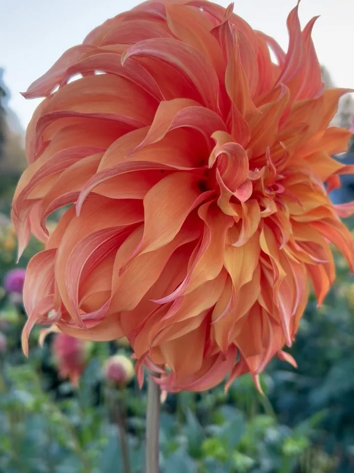 When the booty is as cute as the face! 

Bloomquist Jean 

Do you grow her, do you love her? What would you like to know about her?