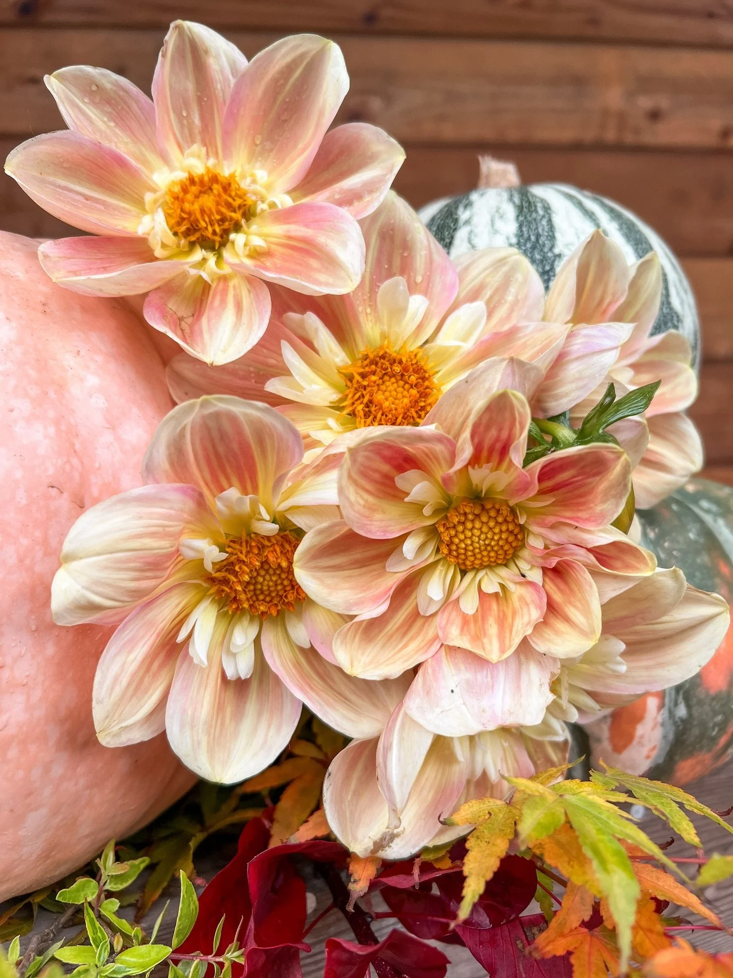 We&rsquo;re so grateful to have you on this dahlia journey with us! 
This farm has been one of the most surprising and exciting things Jake and I have ever done, and your support has meant everything. We couldn&rsquo;t do it without you.