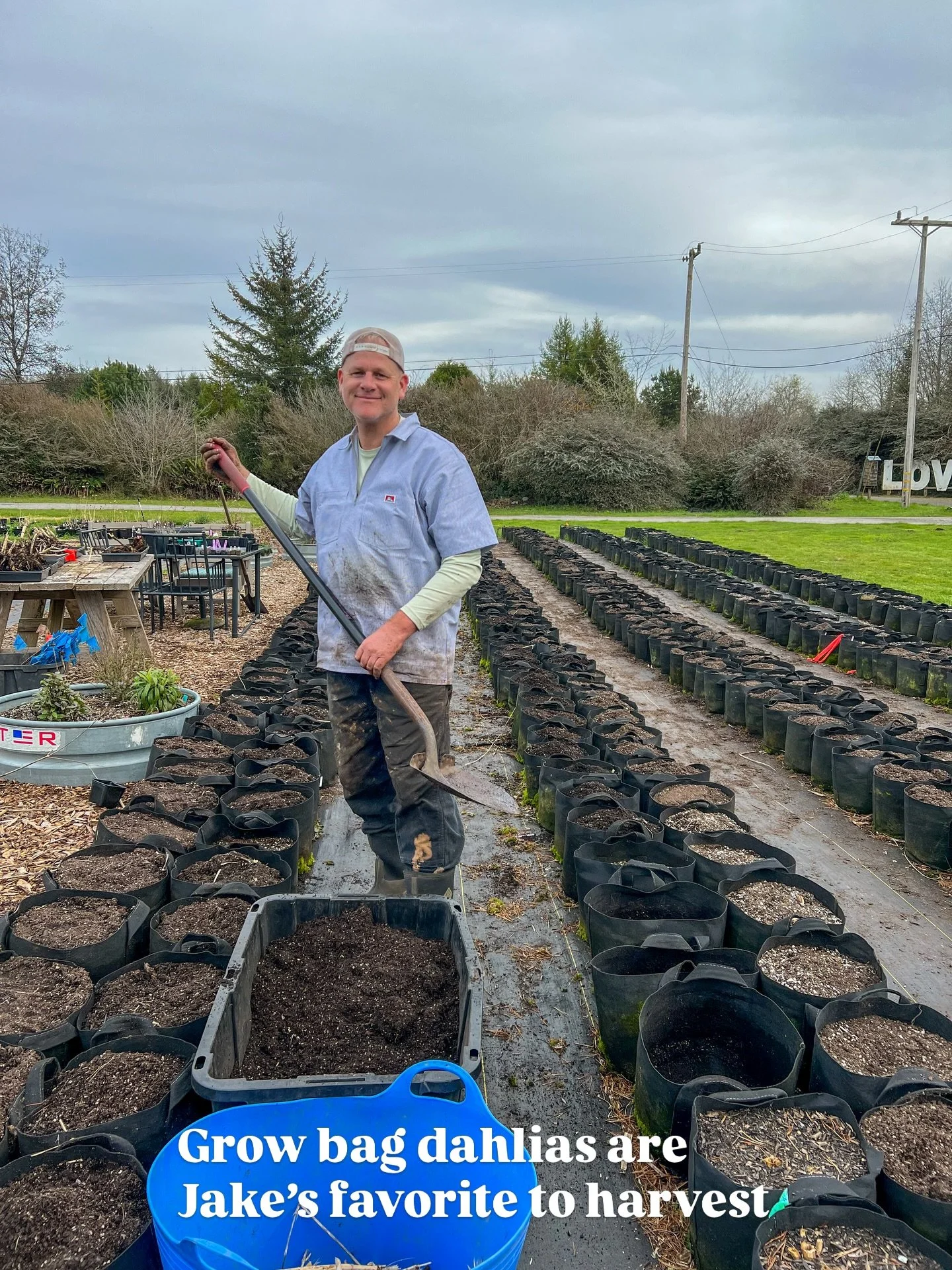When flower season winds down, and we&rsquo;re no longer surrounded by the beauty of the dahlia blooms, a different type of work takes over.

We&rsquo;ve spent months cycling through the process of digging, storing, washing, dividing, and packing tub
