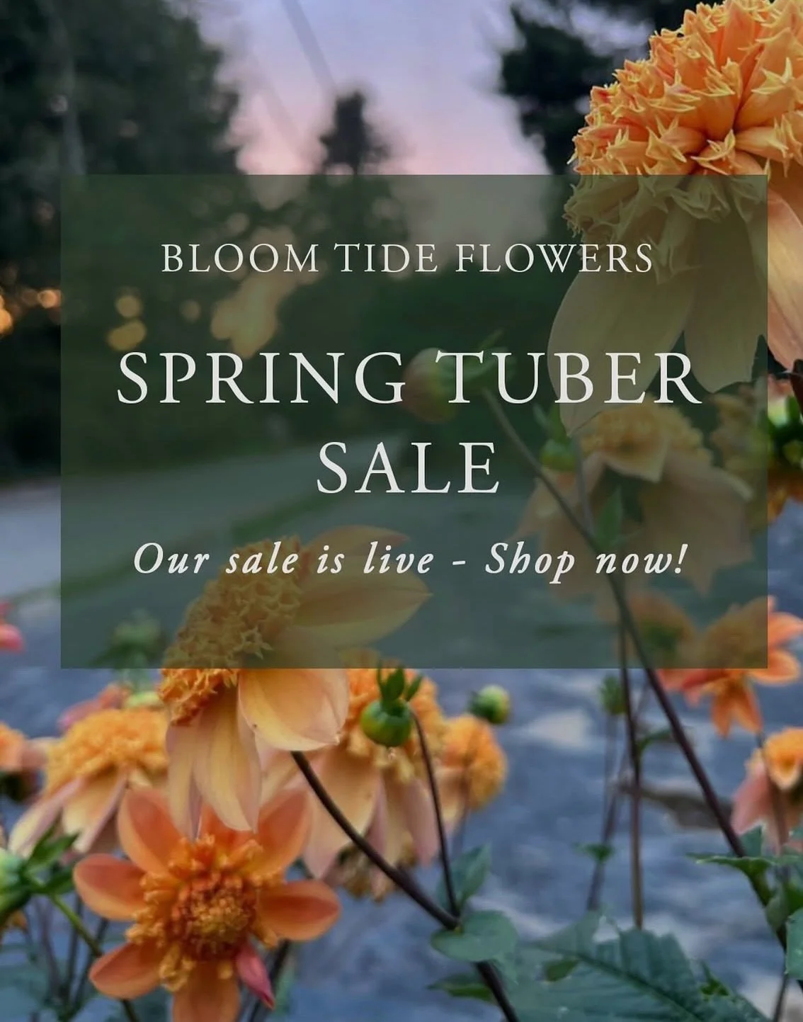 Our 2026 Spring dahlia tuber pre-sale is live!

These pretty potatoes have fully captured our hearts, and there is nothing more exciting that we have ever done than work to bring this type of beauty into the world. We hope they capture your hearts, t