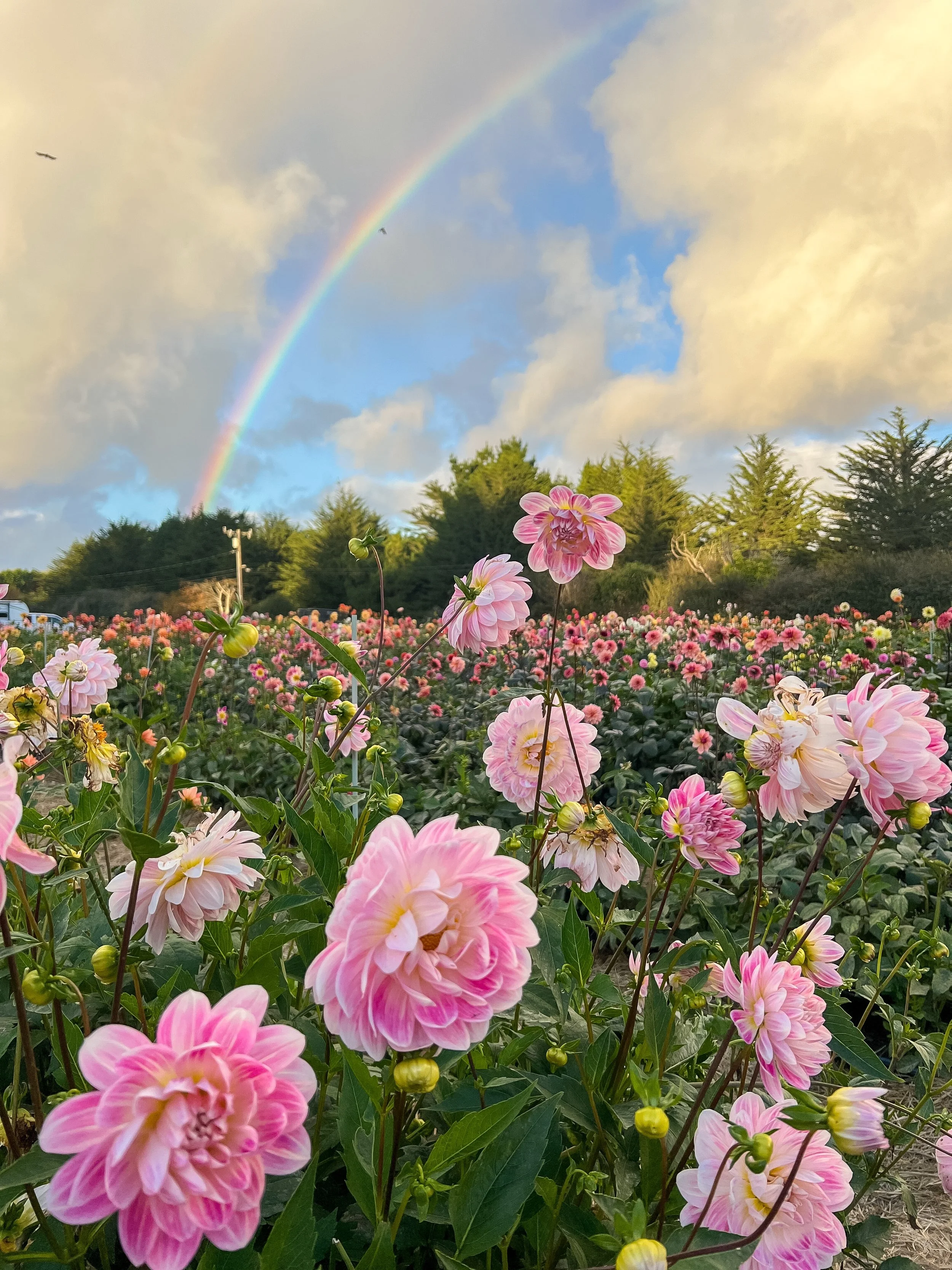 It&rsquo;s not all dahlias and rainbows. 
Here&rsquo;s proof that the work behind the scenes is much less instagram worthy than this picture of Kelgai Ann.
We&rsquo;re close to finishing a multiple day stretch 
checking all the tubers, getting ready 