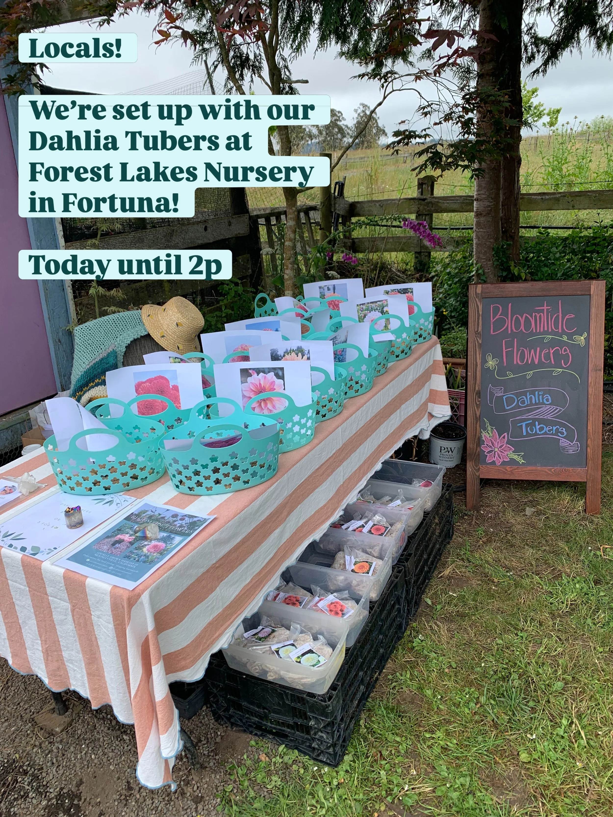 Attn Locals!

We&rsquo;re set up with Dahlia Tubers at Forest Lakes Nursery in Fortuna! 

Today until 2p 
2300 Hillcrest Dr, Fortuna

If you&rsquo;ve wanted to check out our tubers, but can&rsquo;t make it north of Eureka, here&rsquo;s a perfect oppo
