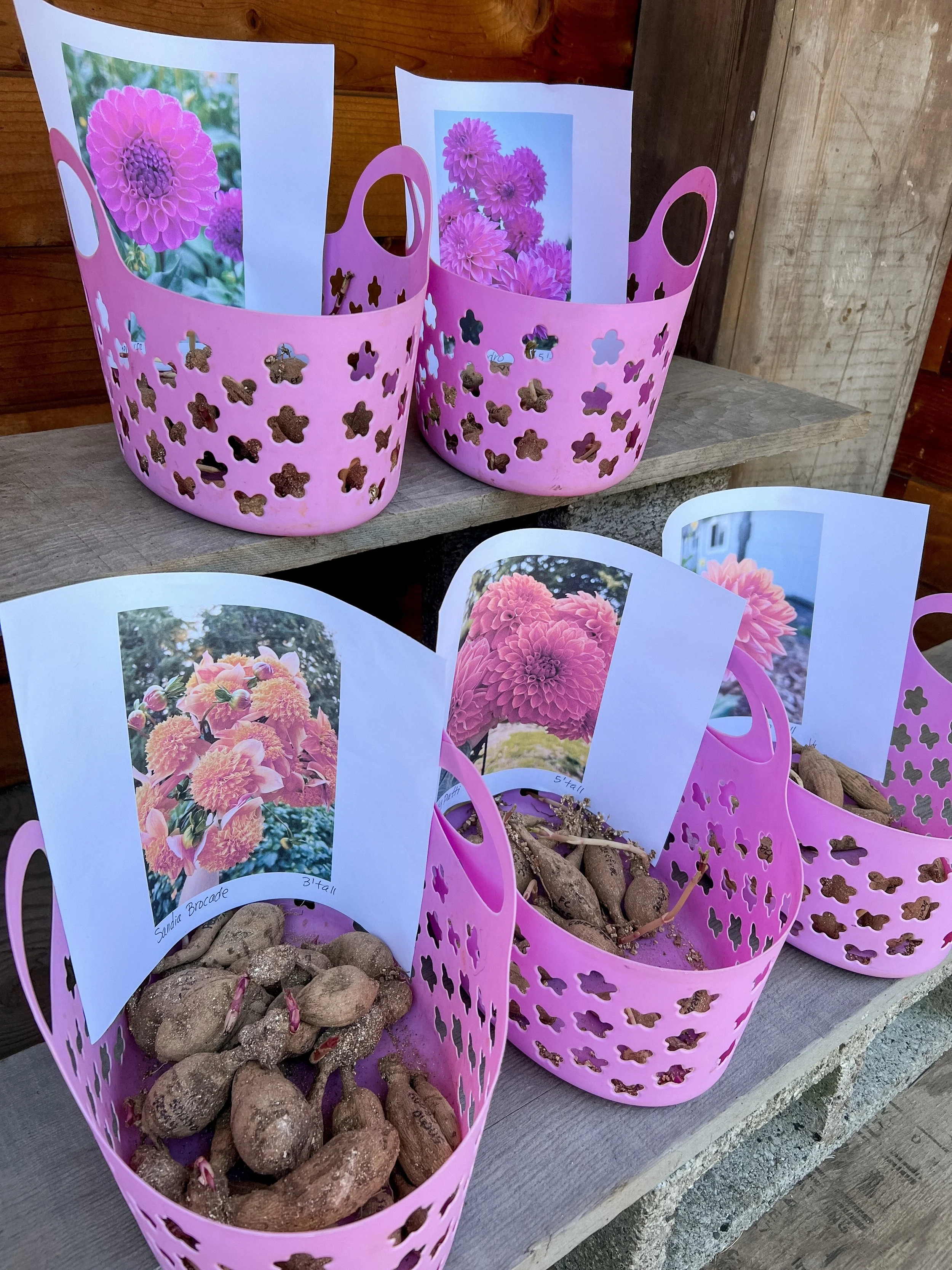 The soil is warm and the dahlia tubers are ready! To celebrate the kickoff to summer season, we are offering a couple of fun options to help you add dahlias to your garden.

🎈Locals:
In person tuber sale at our Flower stand Tomorrow, Sunday June 7, 