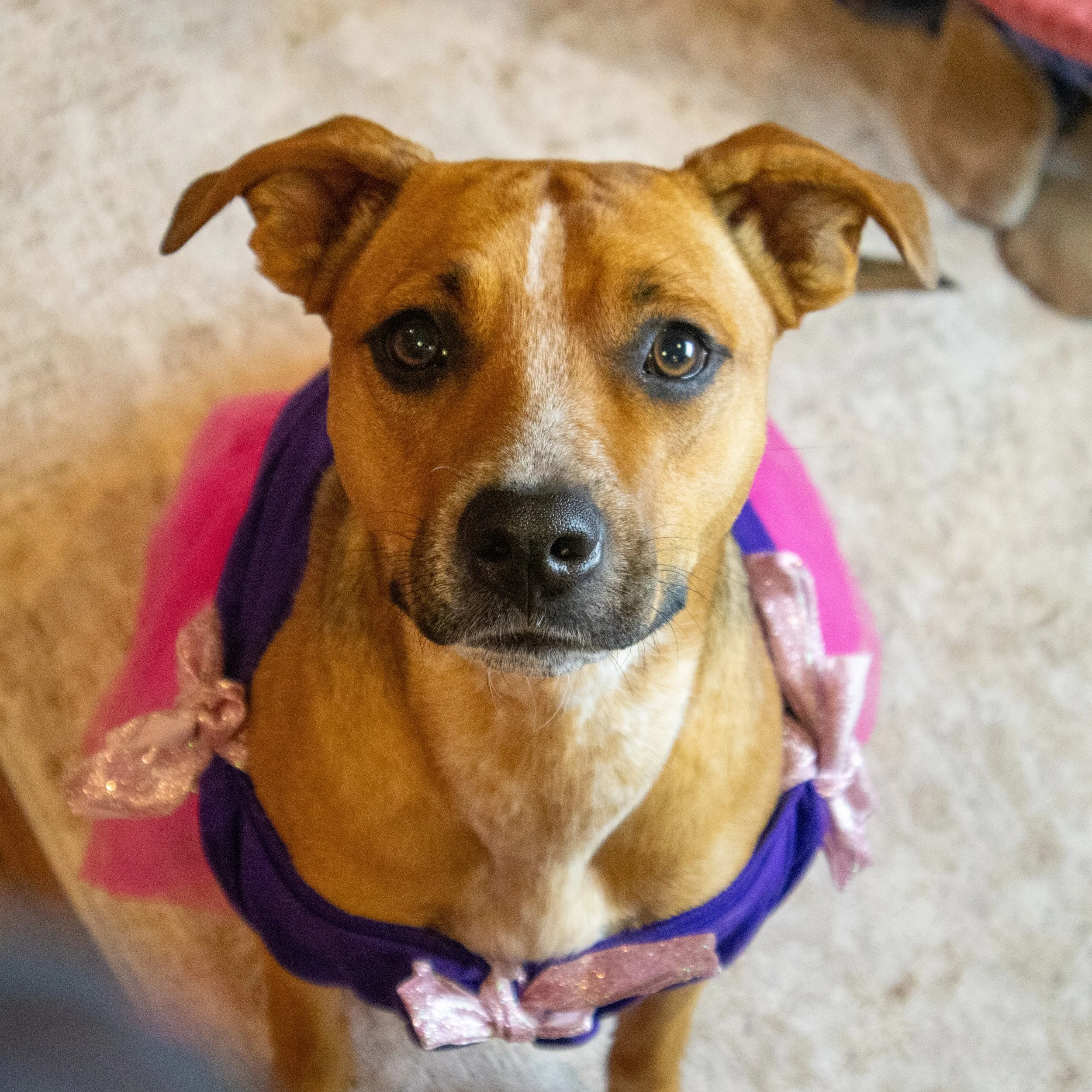 Close-up of a brown dog with a white stripe on its forehead wearing a purple and pink outfit, sitting on a beige carpet.