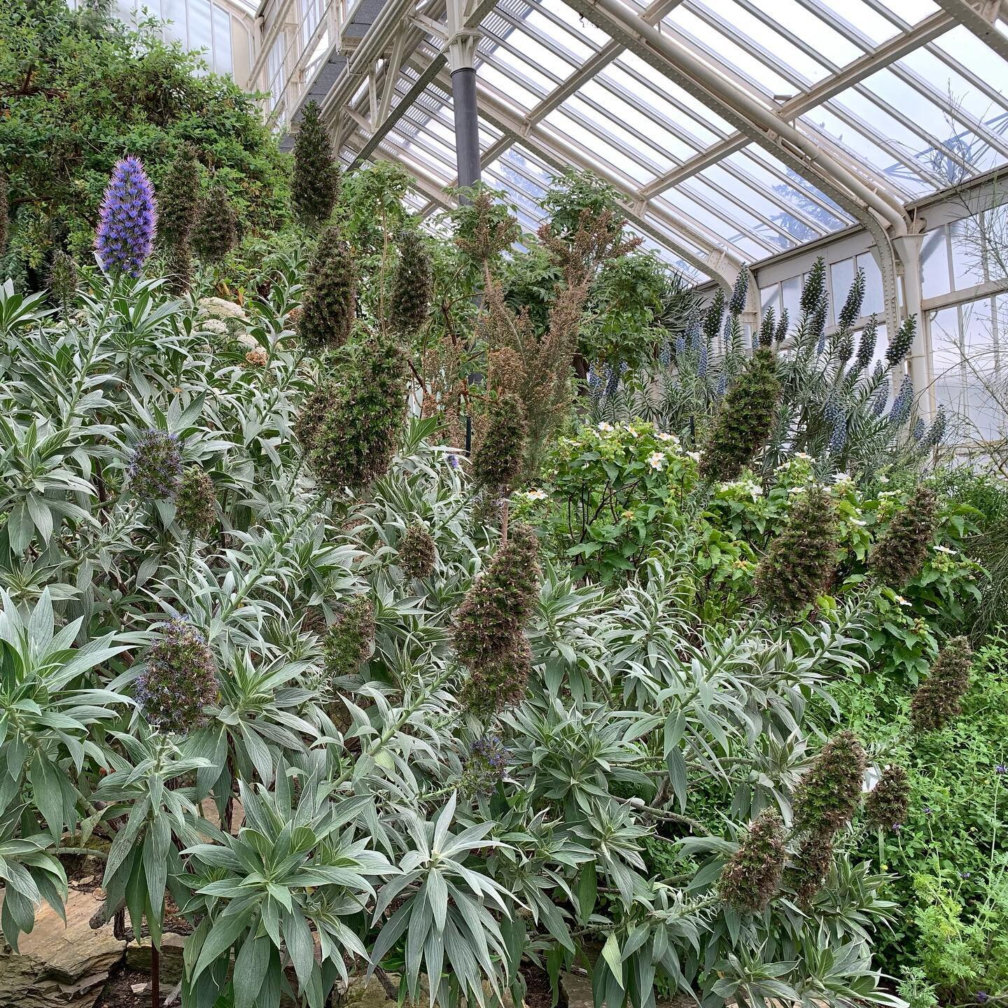 Glasshouse diversity of photosynthesising alien shapes! 👽🌿🌈✨