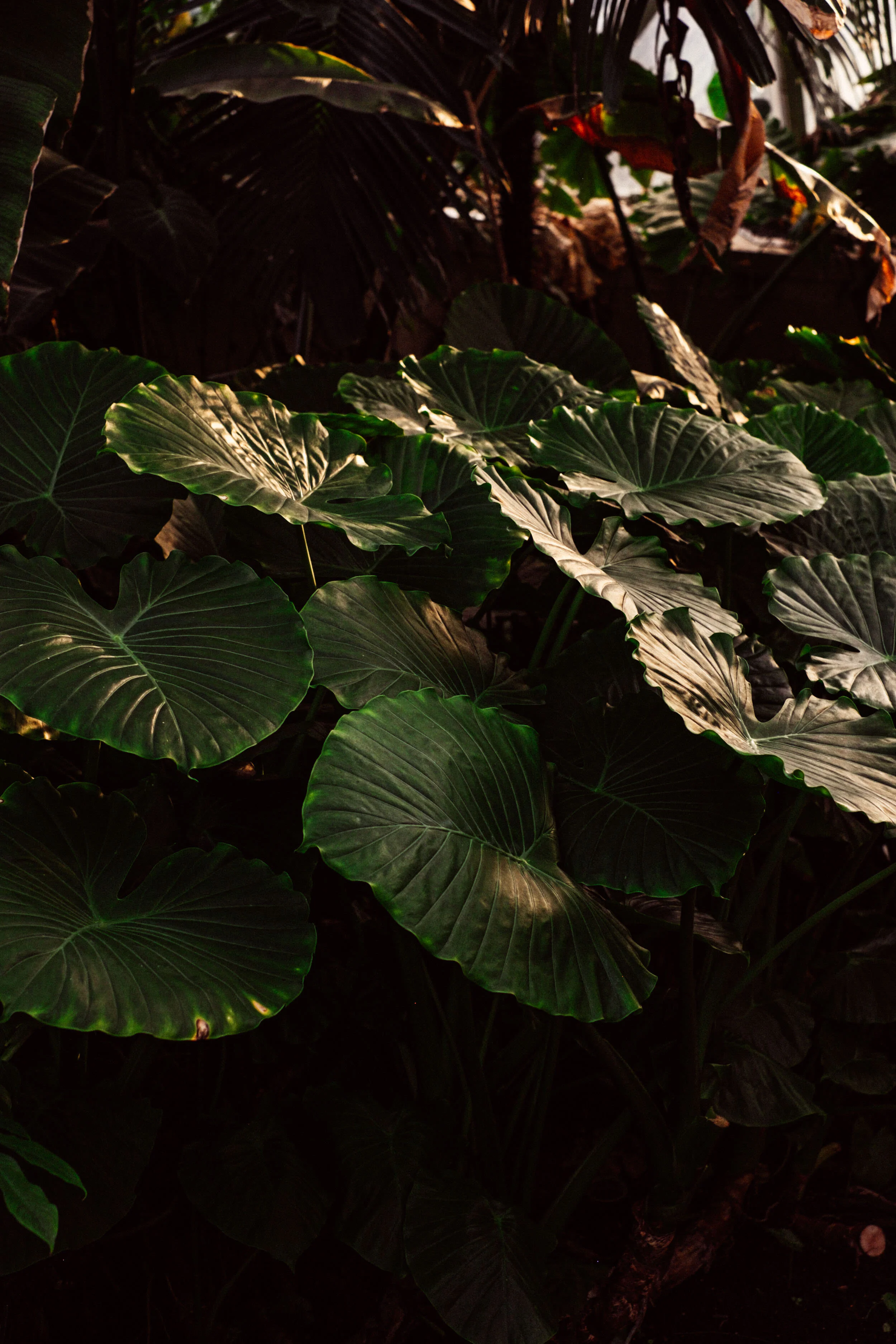 DSCF0696.jpg