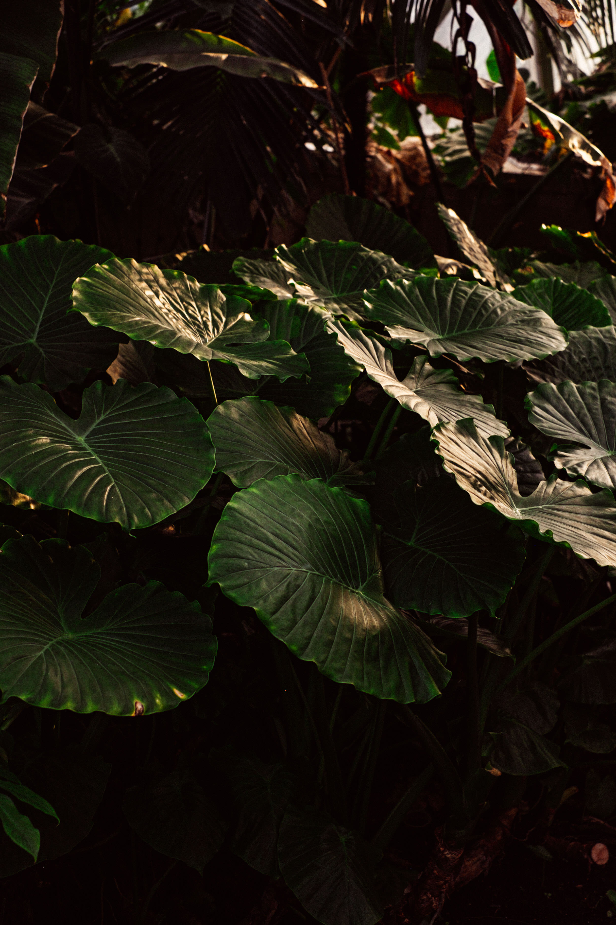 BotanicGardens_PhotographyPack_SalumiStudio-112.jpg